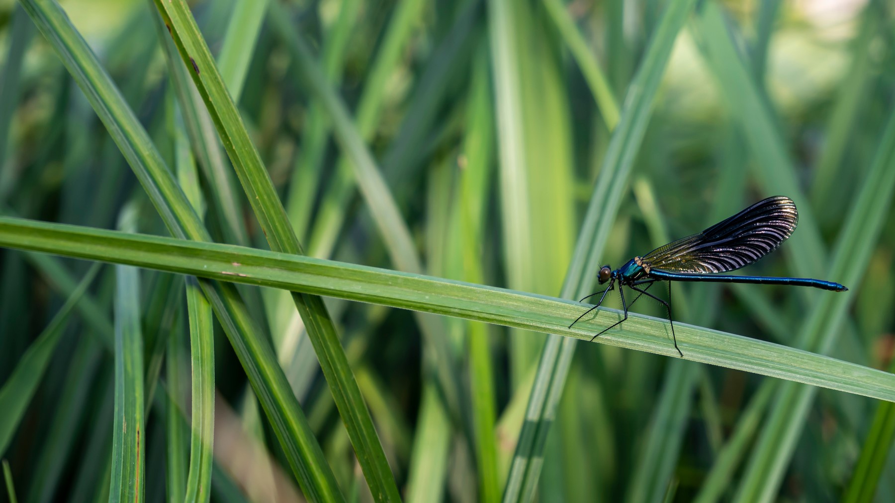 Calopteryx Splendens