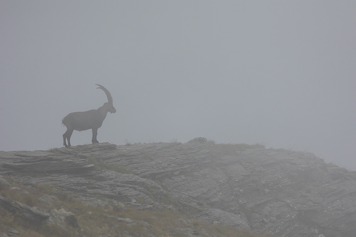 Stambecco nella nebbia