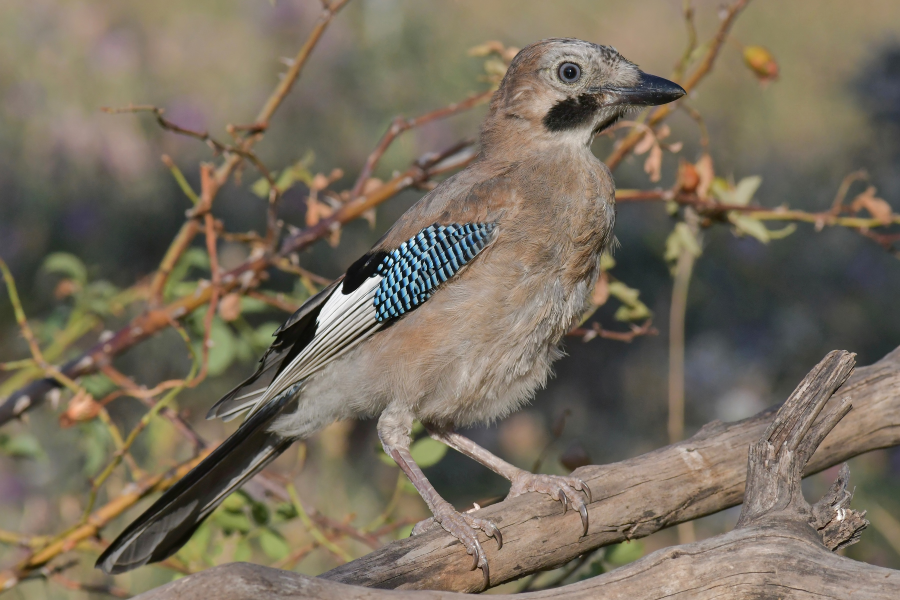 Ghiandaia al tramonto
