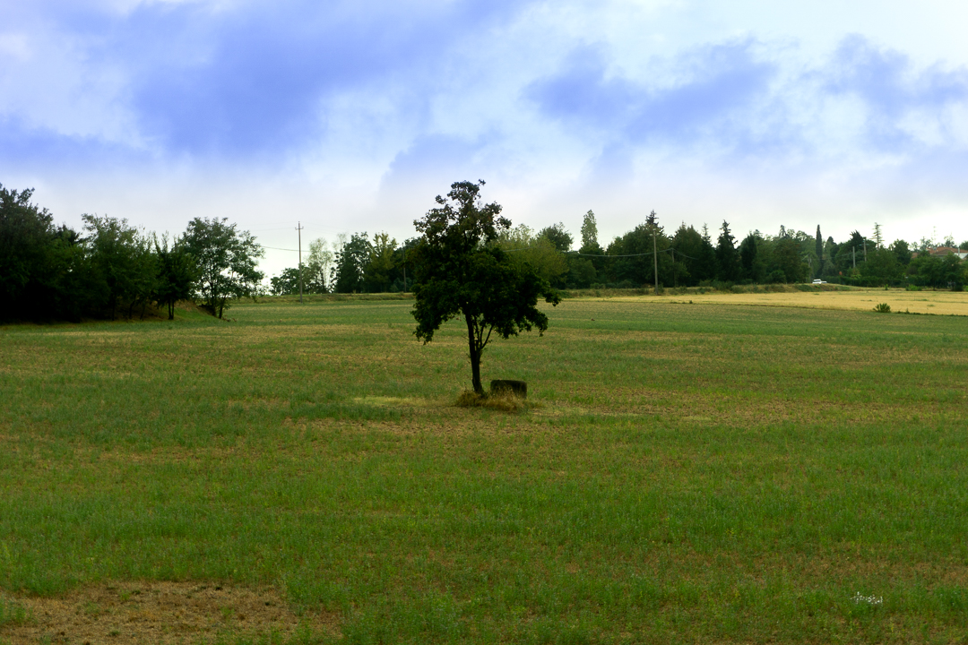 Albero solitario
