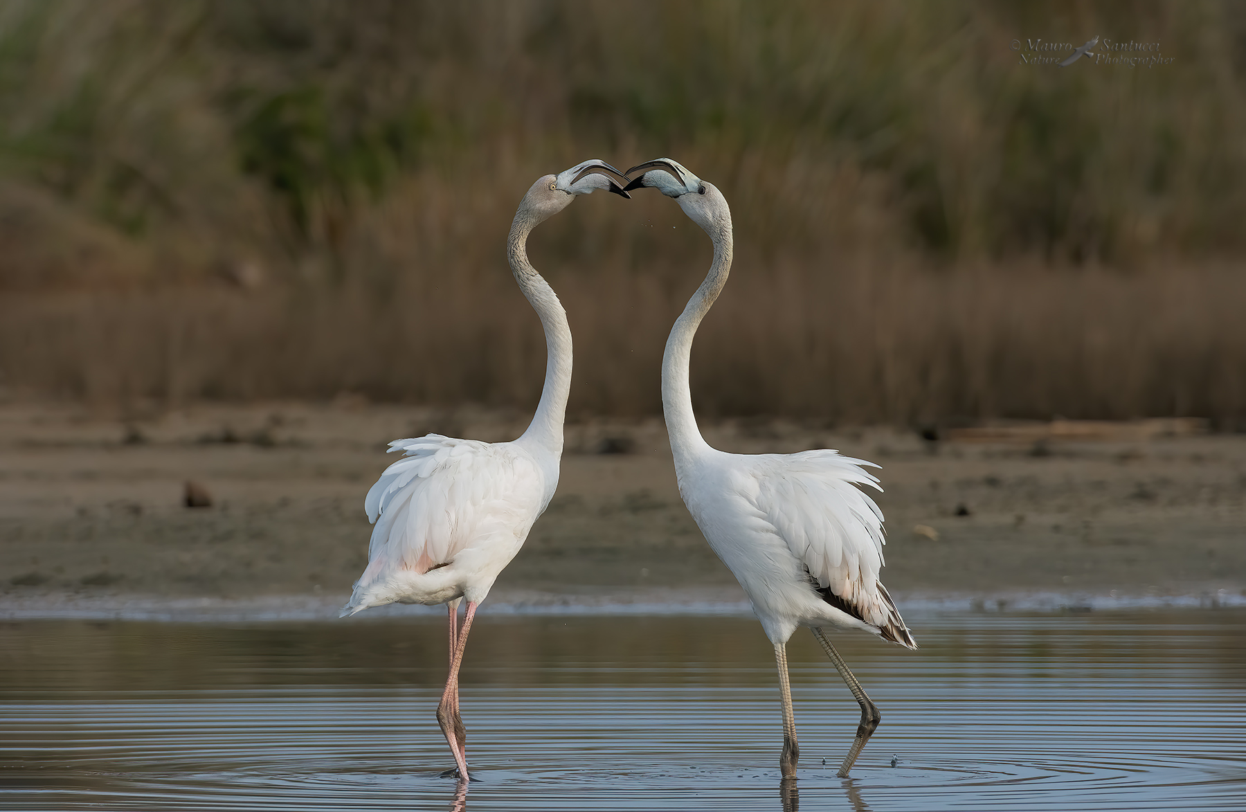 Litigi-mattutini_DSC3881