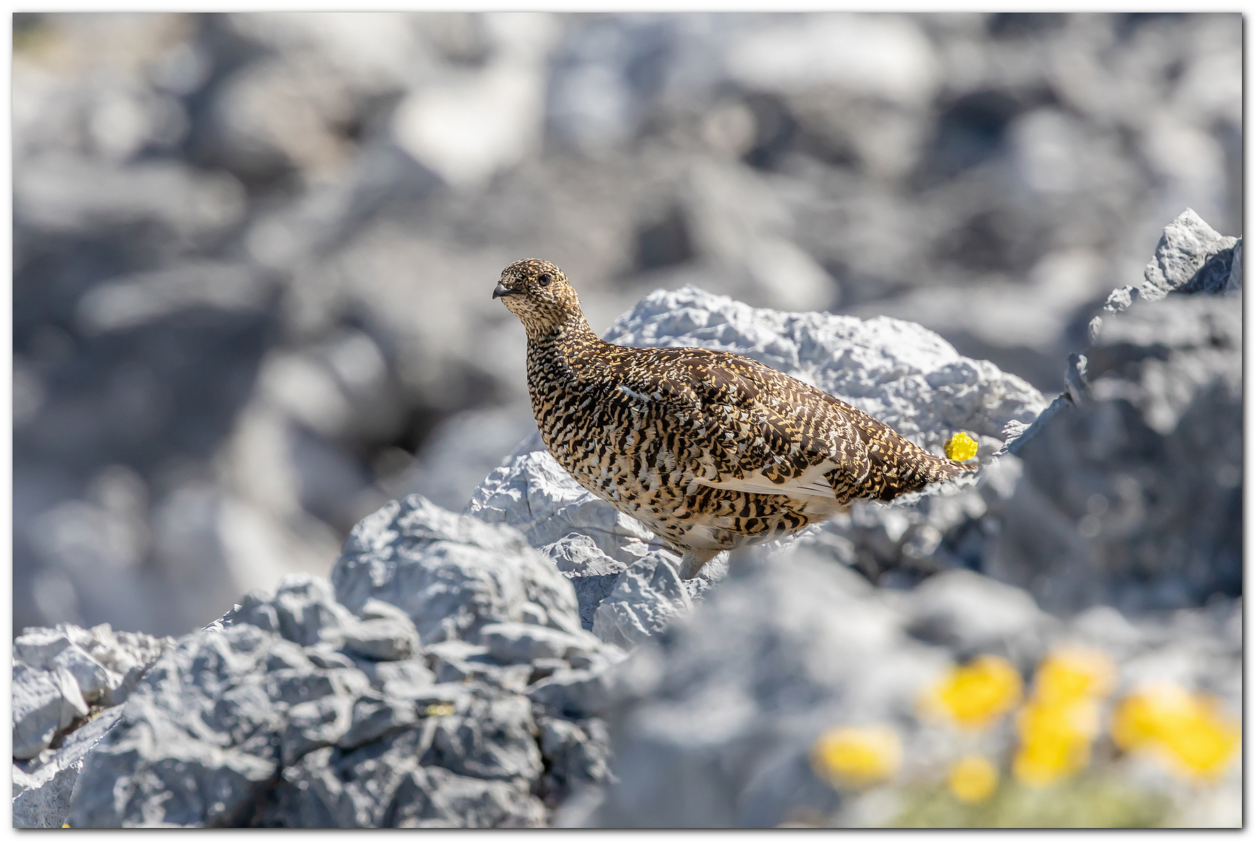 Pernice bianca in muta estiva.
