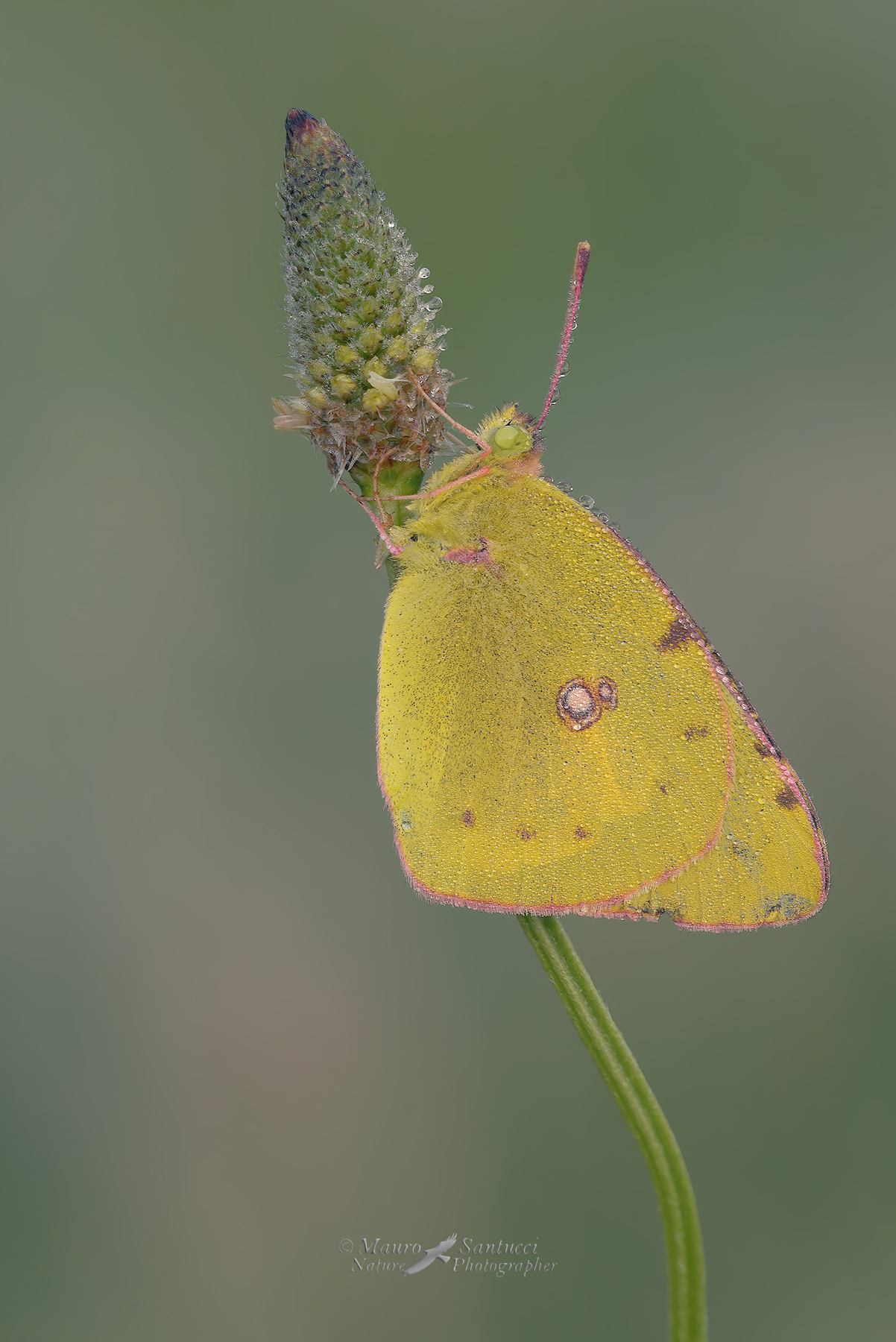 Colias-crocea_DSC1710