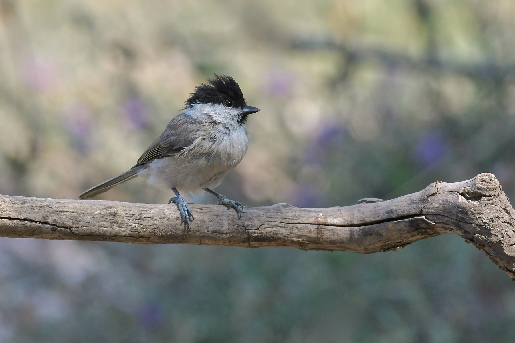 La bigia � arruffata