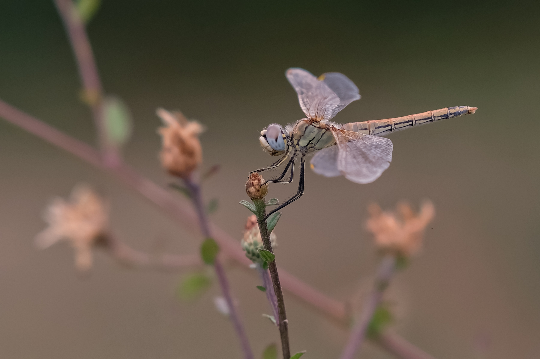 Sympetrum Fonscolombii