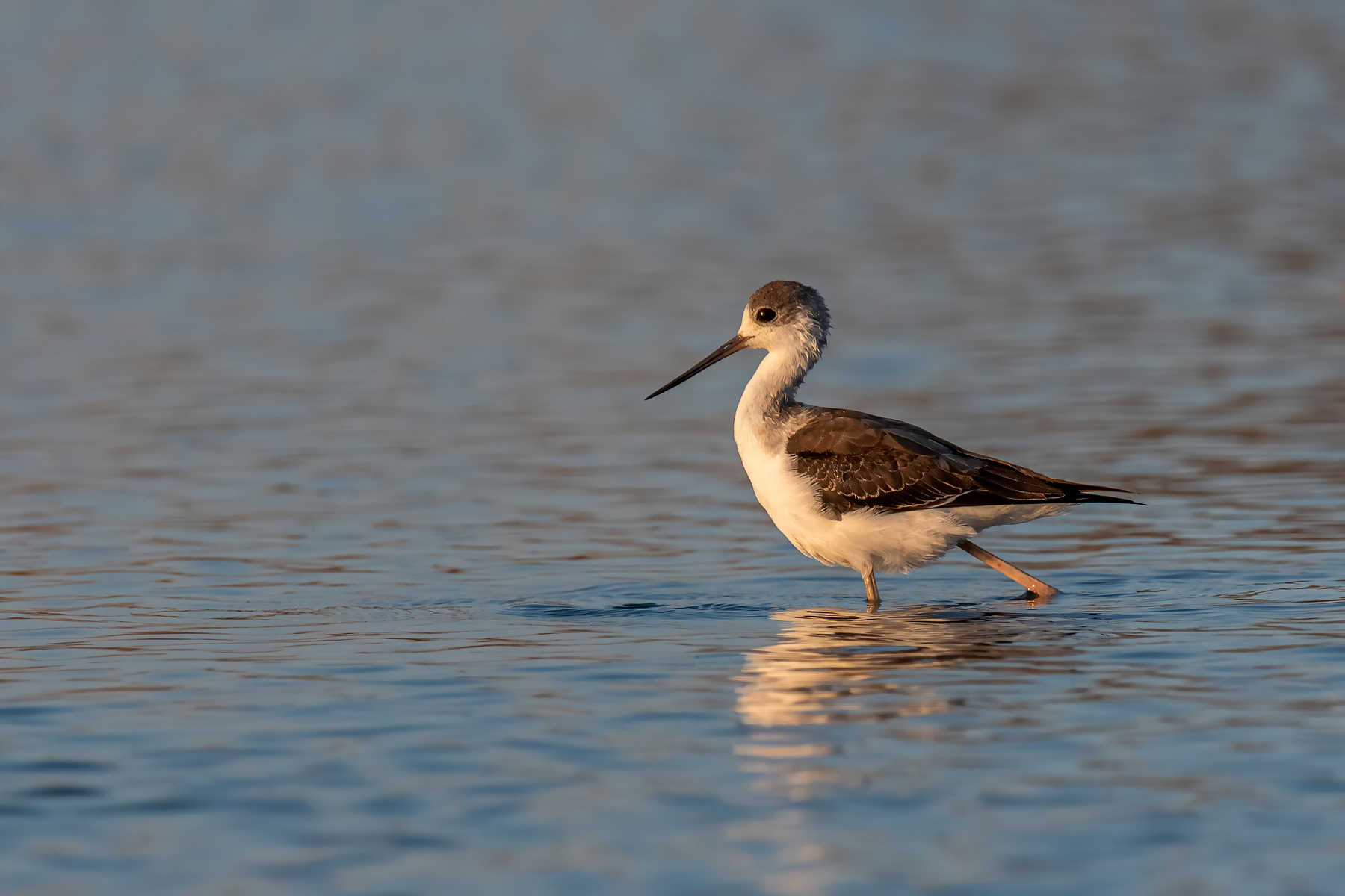 Giovane Cavaliere d'italia