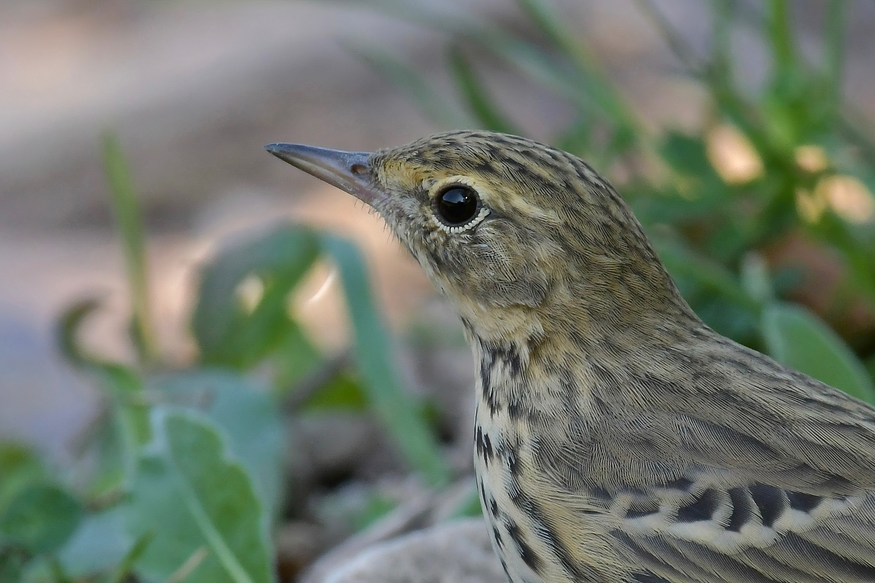 Ritratto di prispolone