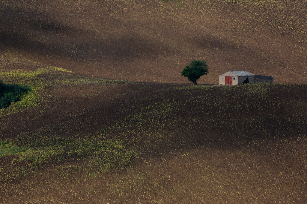 sono arrivato tardi per i girasoli