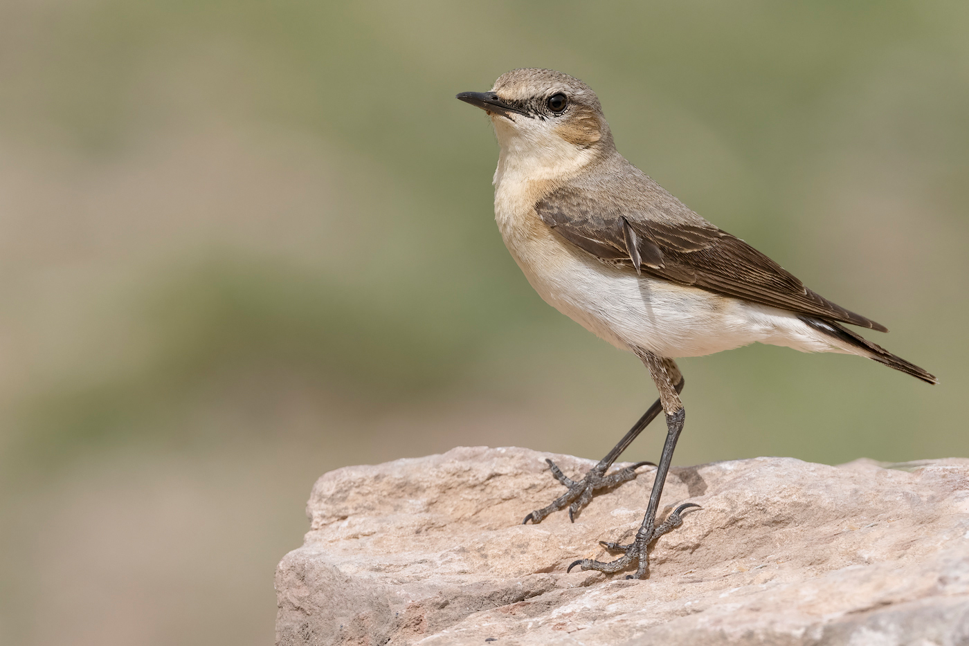 Culbianco (Oenanthe oenanthe)