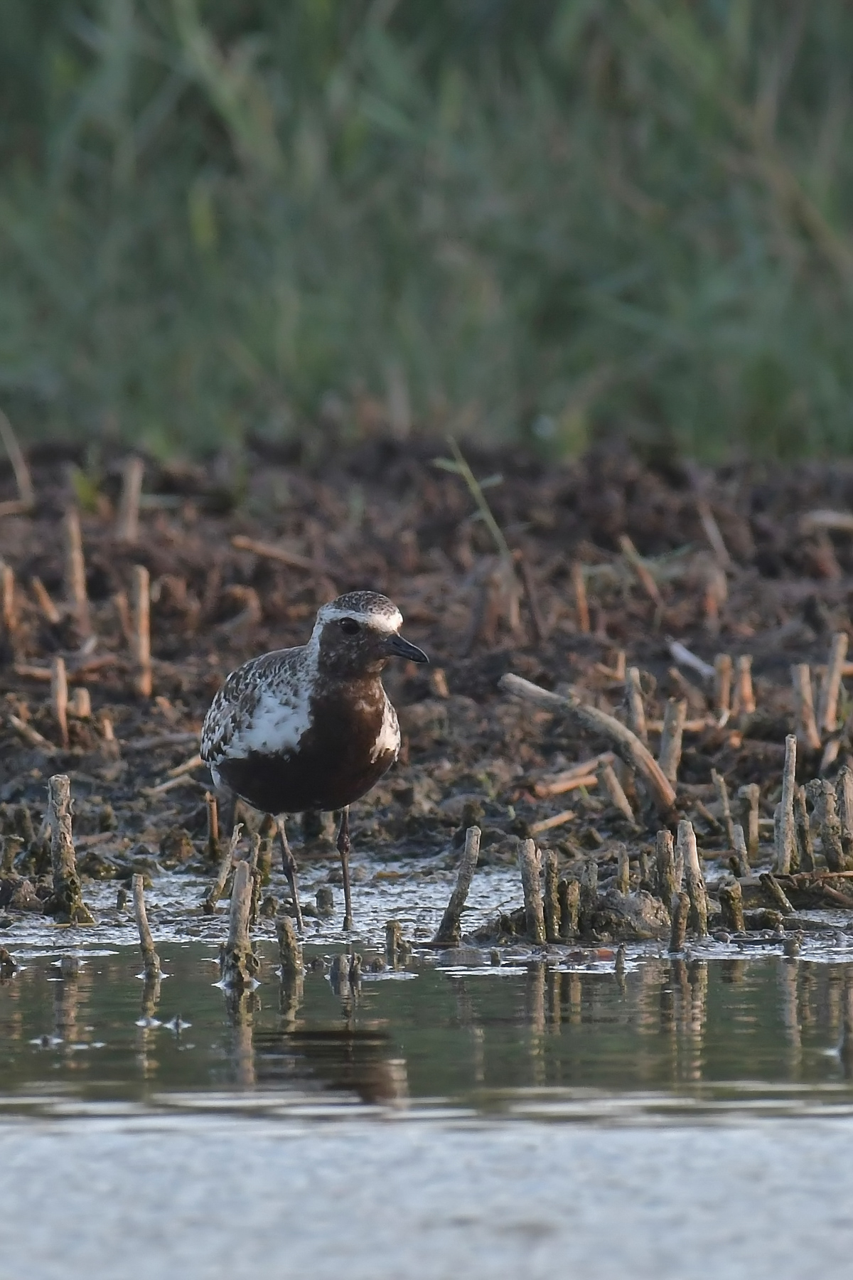 Pivieressa ambientata