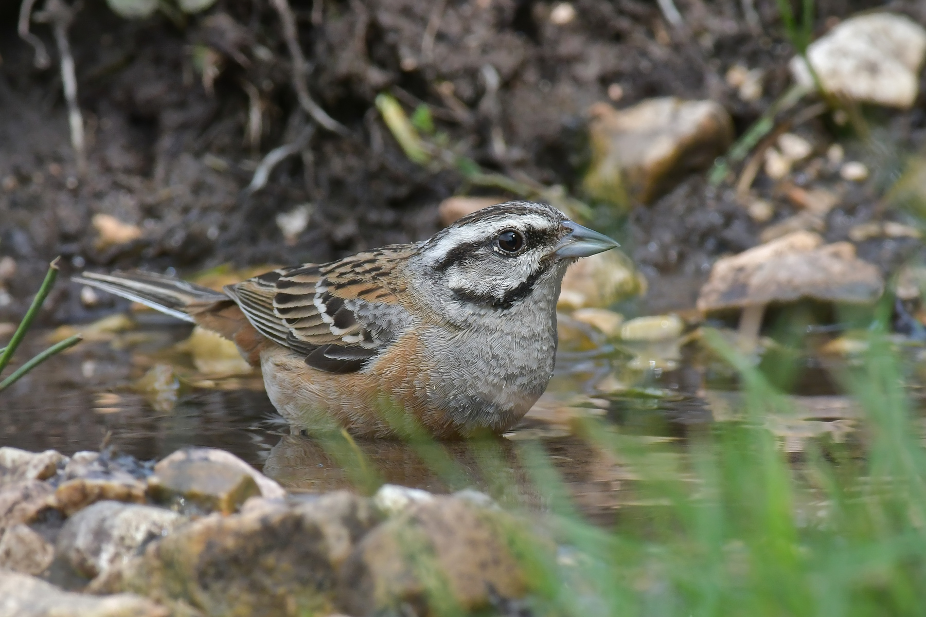 Zigolo muciatto al bagno