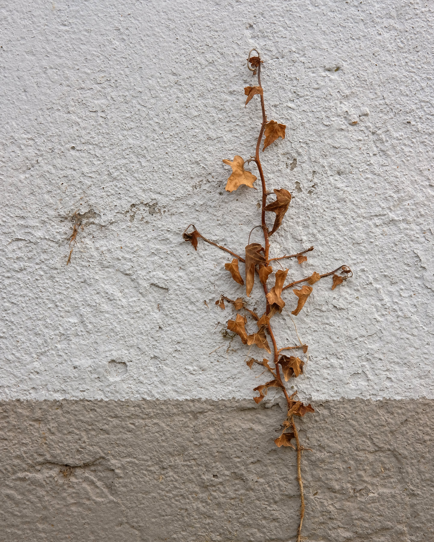 Fuscello nel deserto