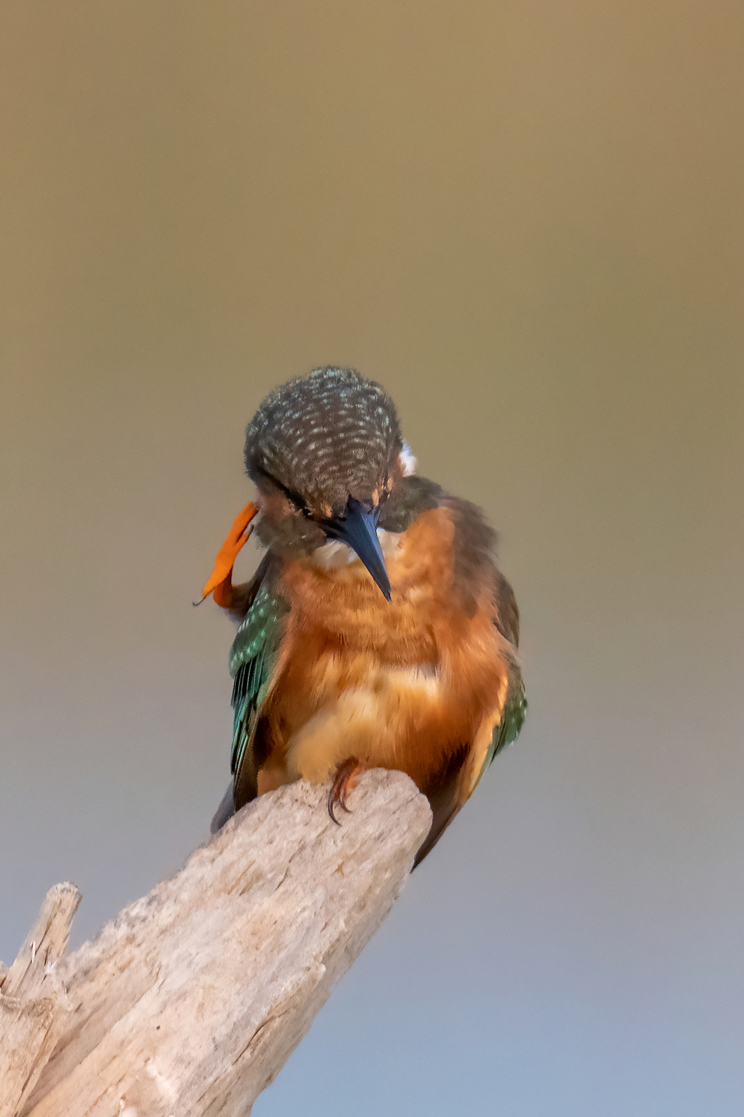 Salvate il Soldato Martin...