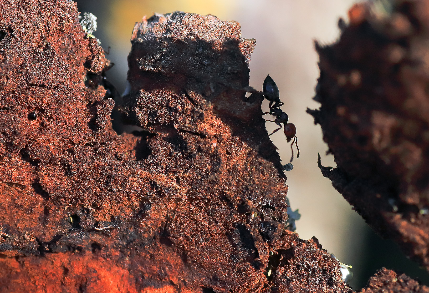 c'� vita sul pianeta rosso...