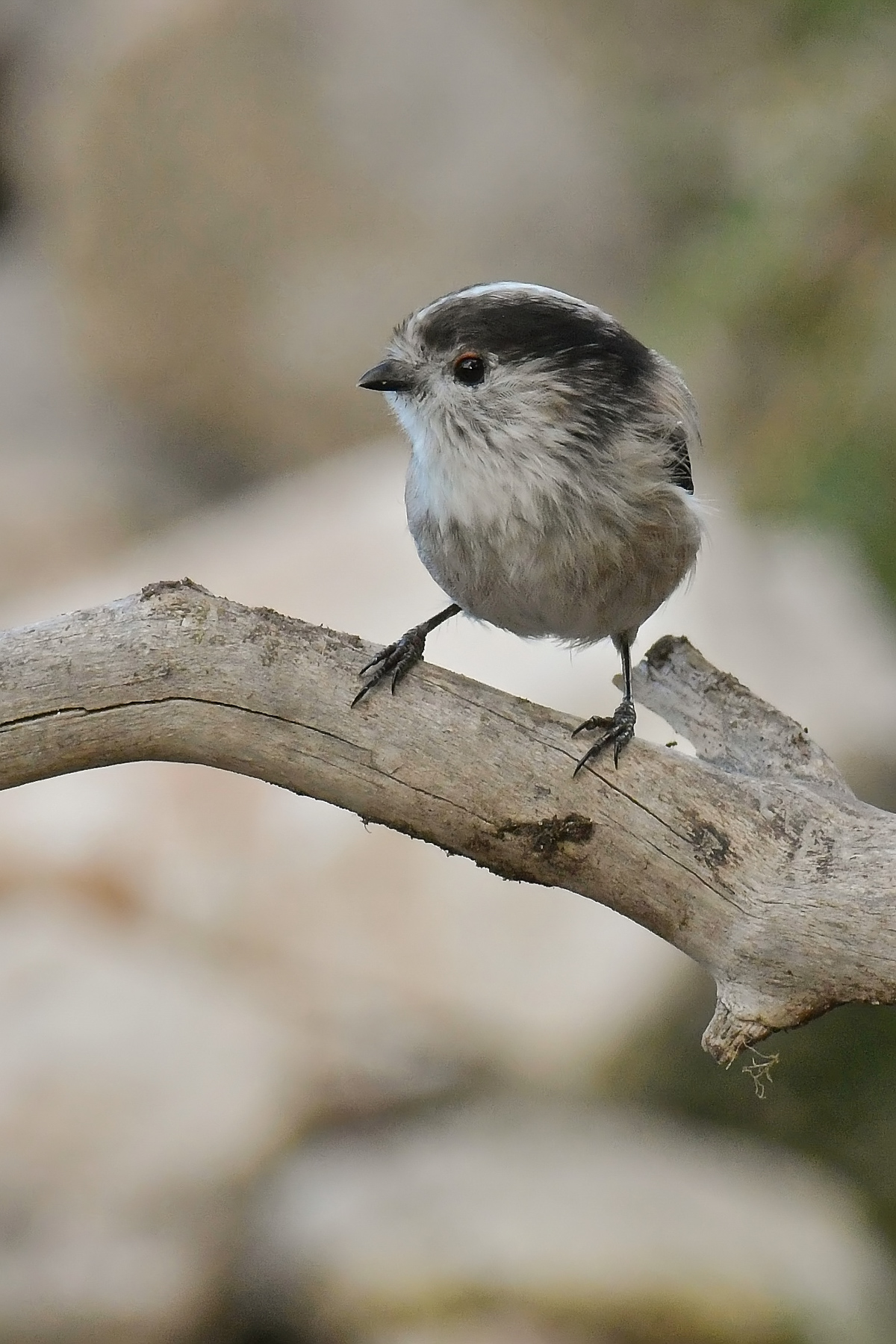 Codibugnolo di petto