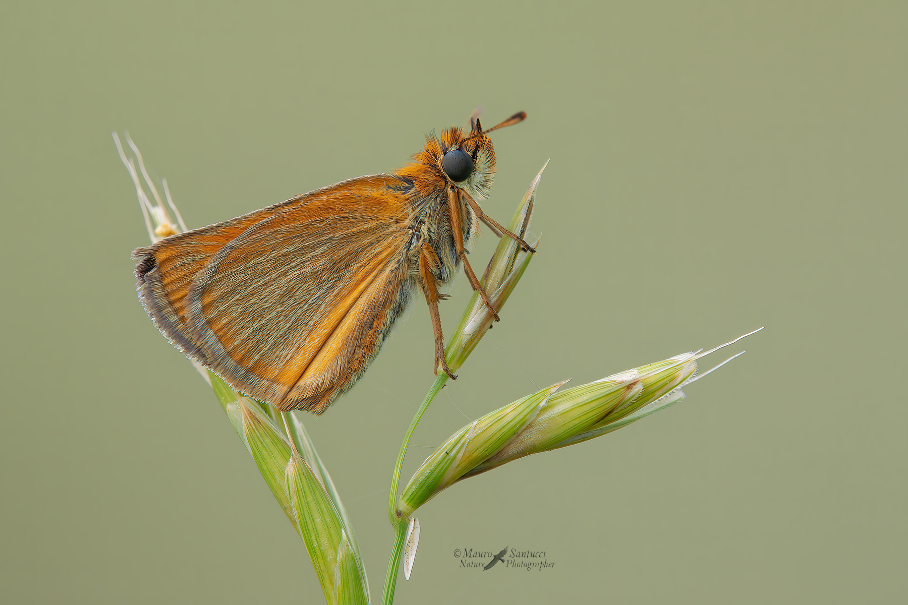 Thymelicus-acteon_DSC0532