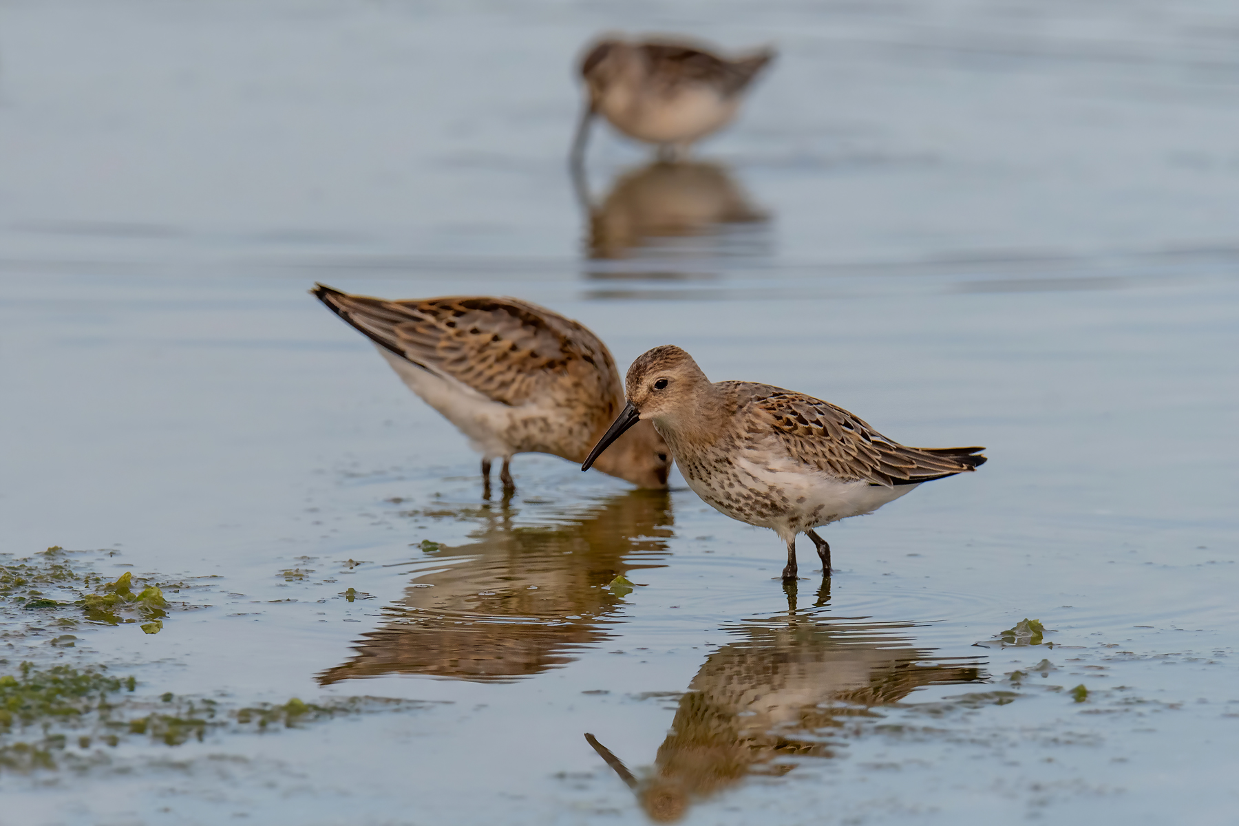 Piovanello pancianera