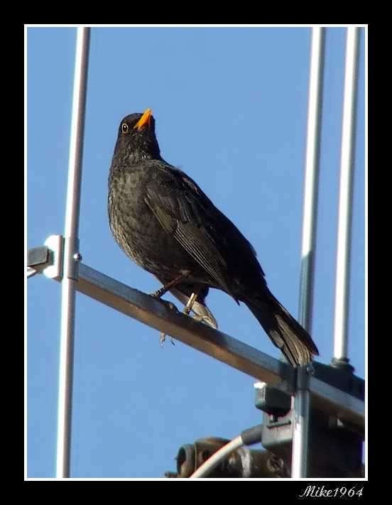 ...il solito merlo...