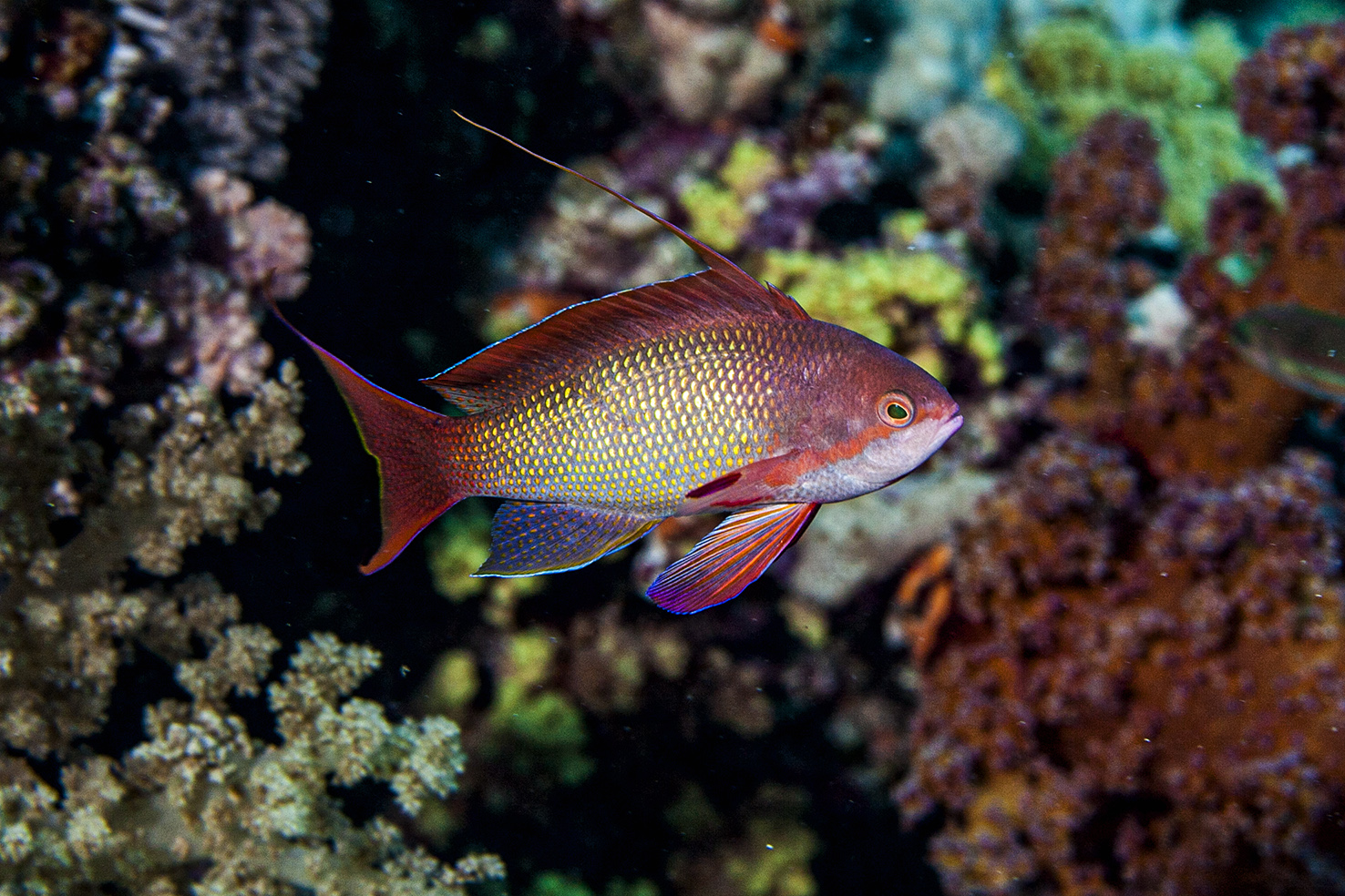 Anthias