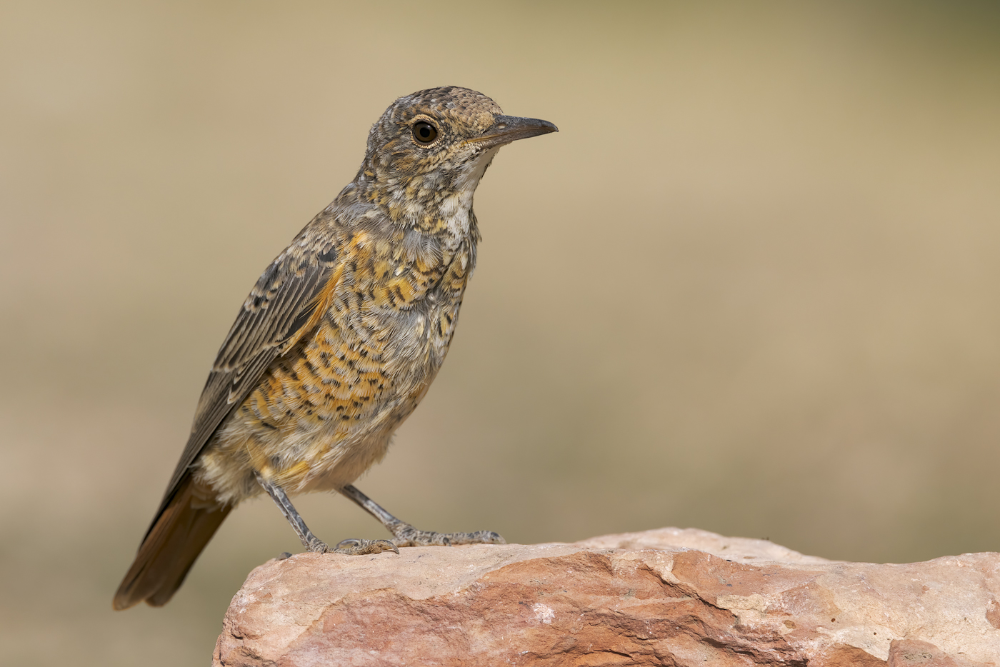 Codirossone (Monticola saxatilis)