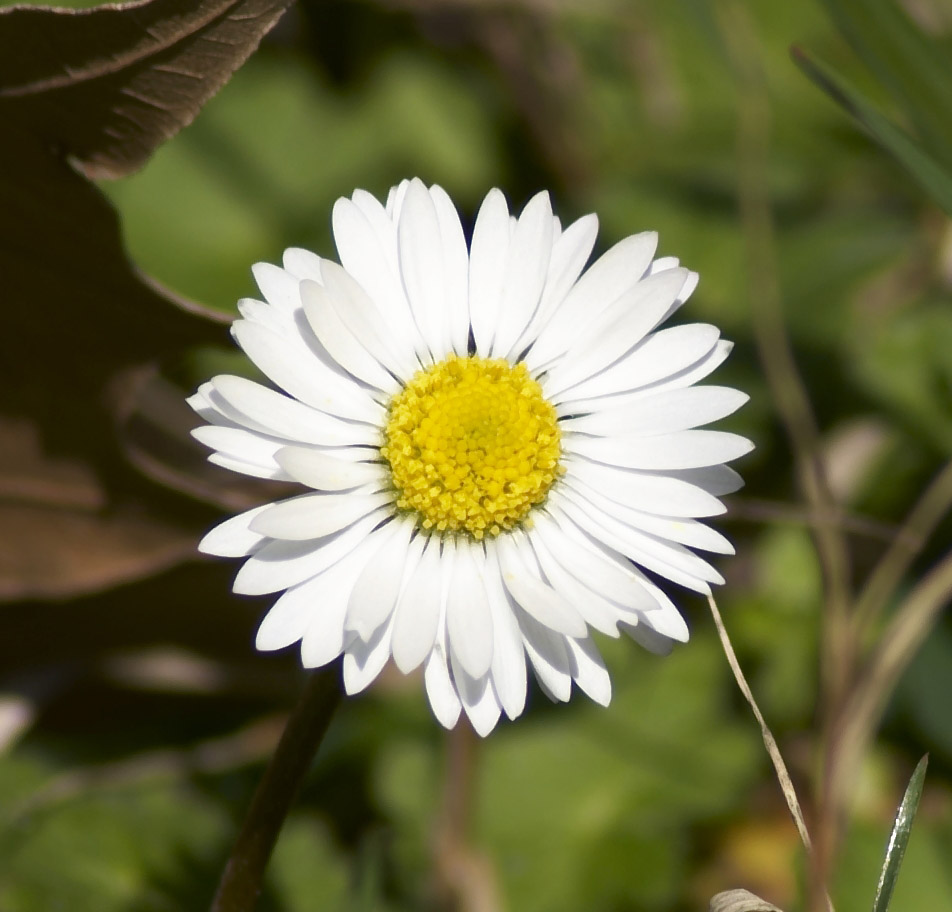Macro test con Tamron 70-300 LD, crop