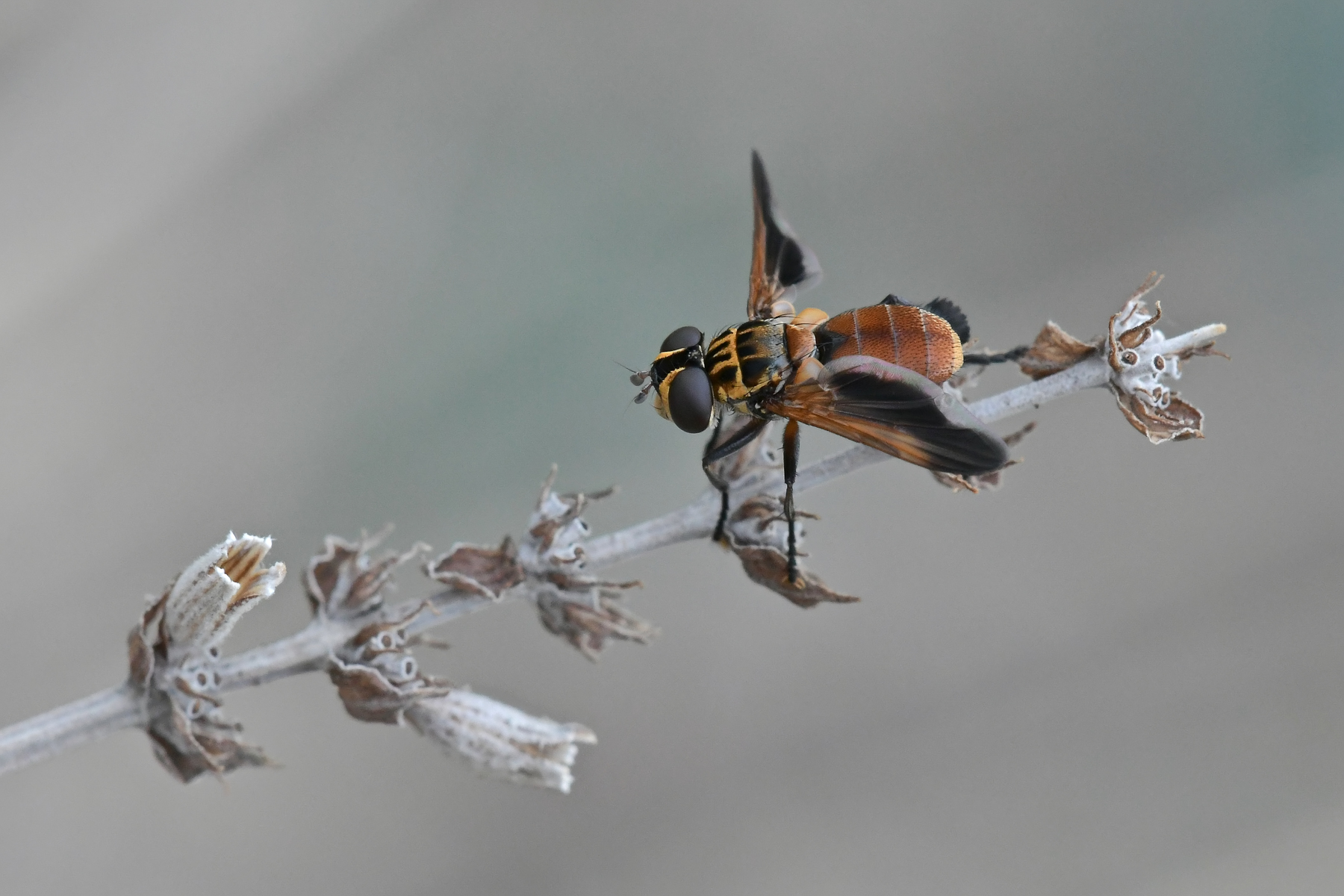 Volucella