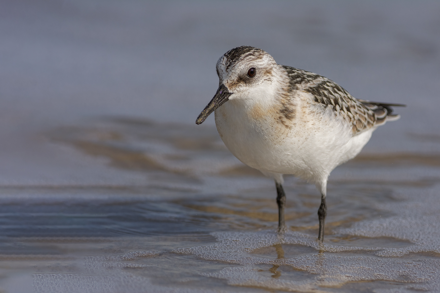 Piovanello tridattilo (Calidris alba)
