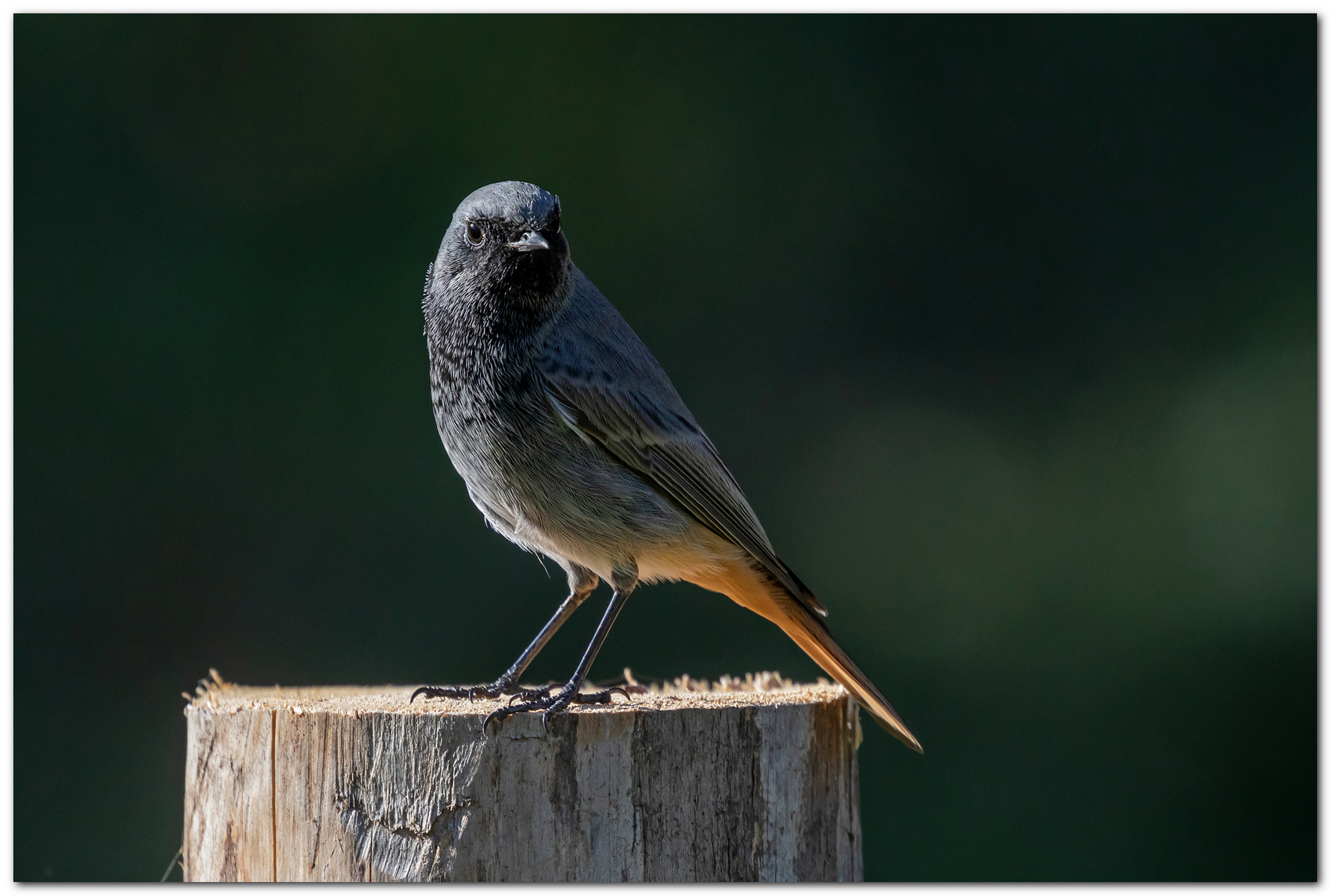 Codirosso spazzacamino maschio