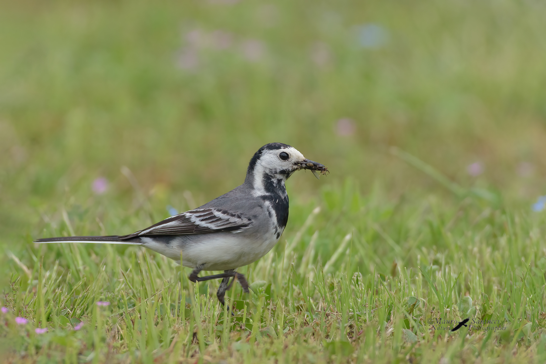 Ballerina-bianca_DSC5002