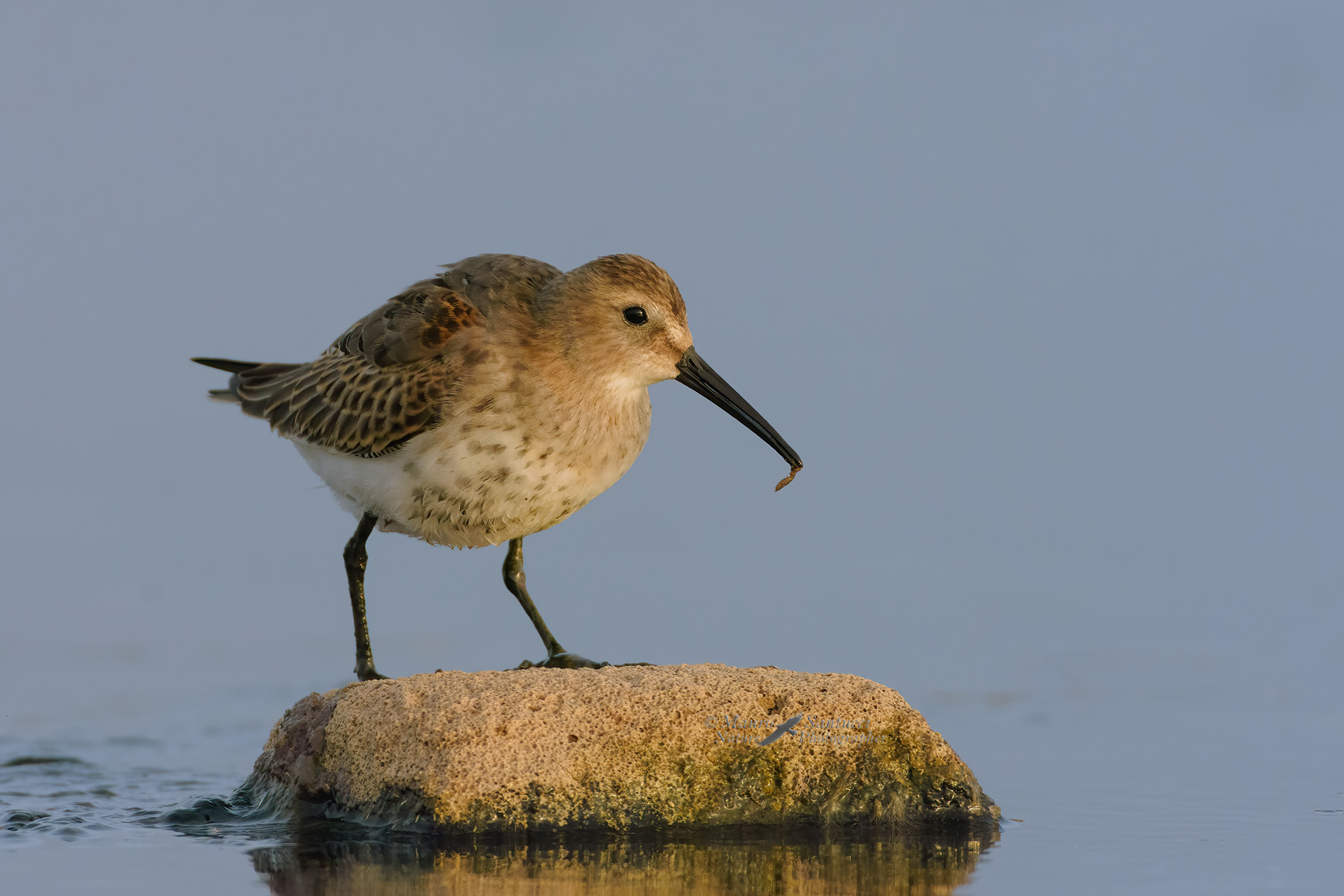 Piovanello-Pancianera-al-sole_DSC8972