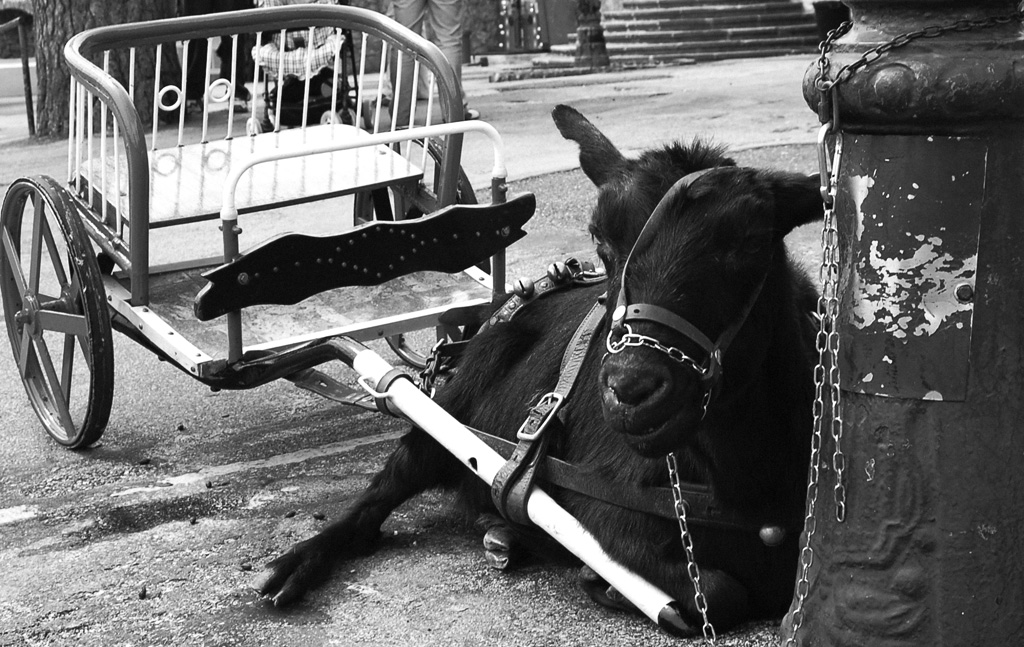 capra stanca e carretto