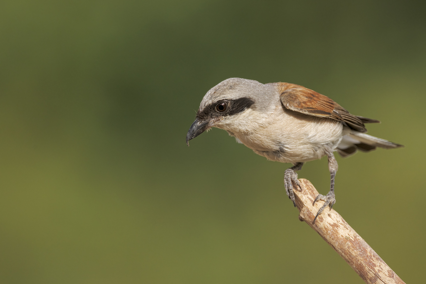 Averla piccola (Lanius collurio)