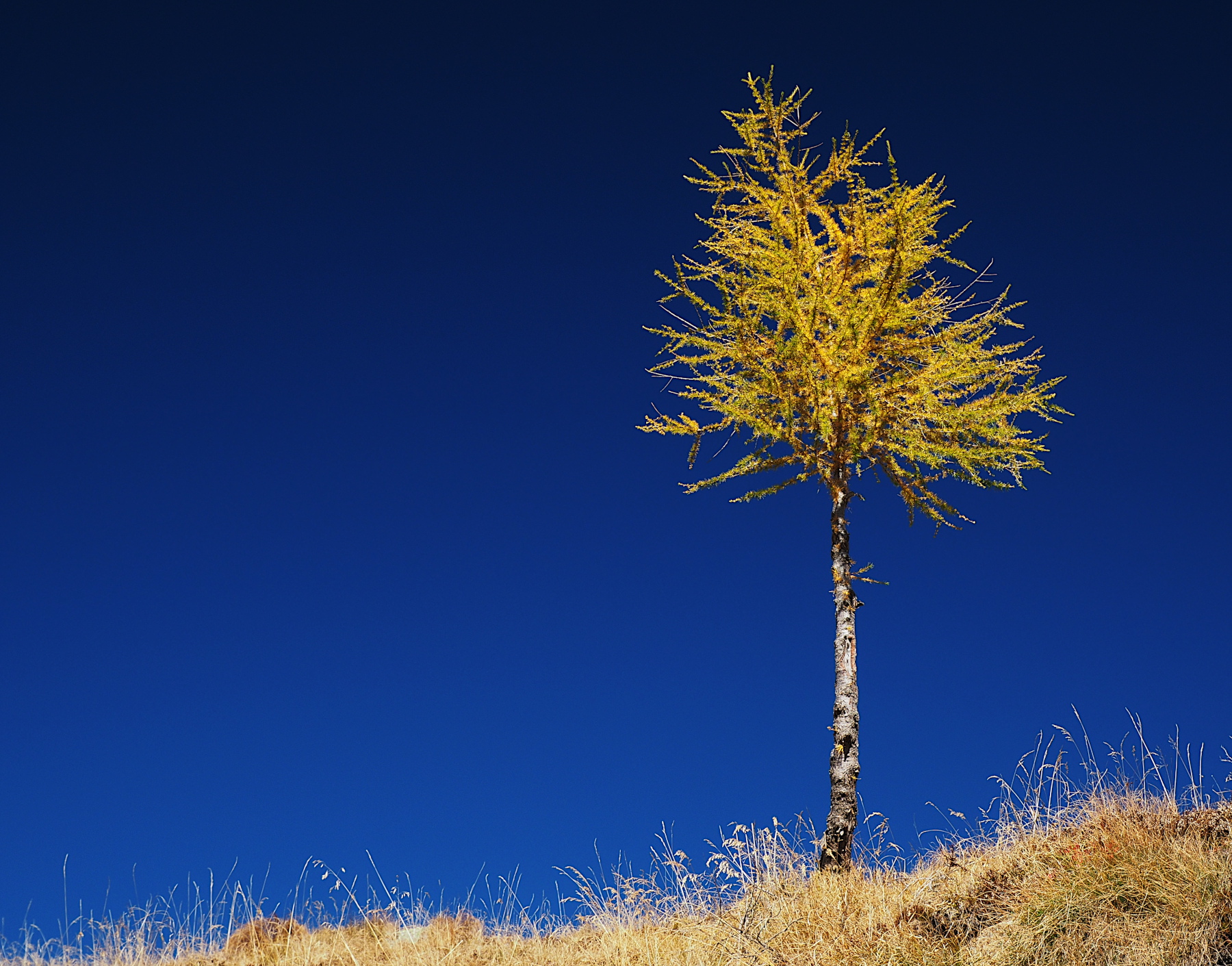 Il piccolo larice solitario