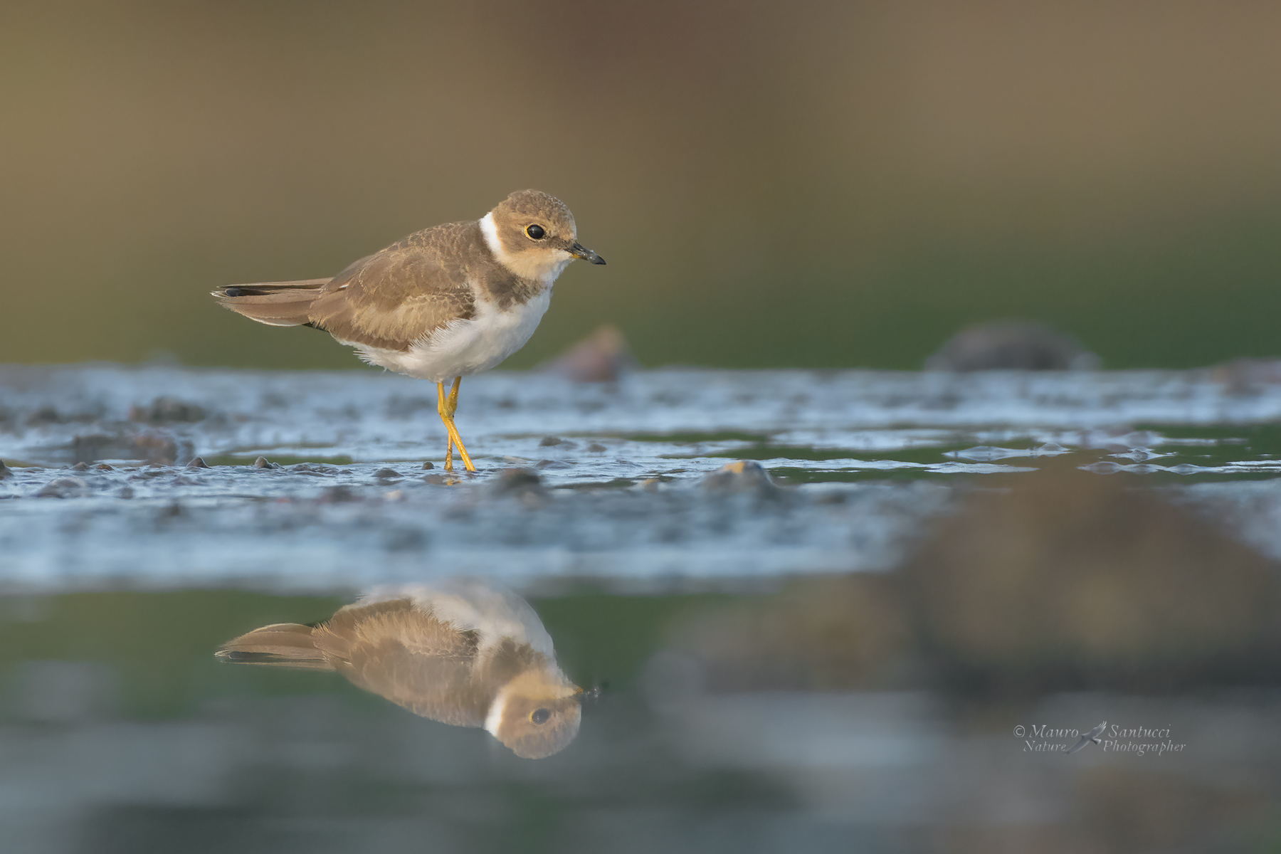 Corriere-piccolo-giovane_DSC9719
