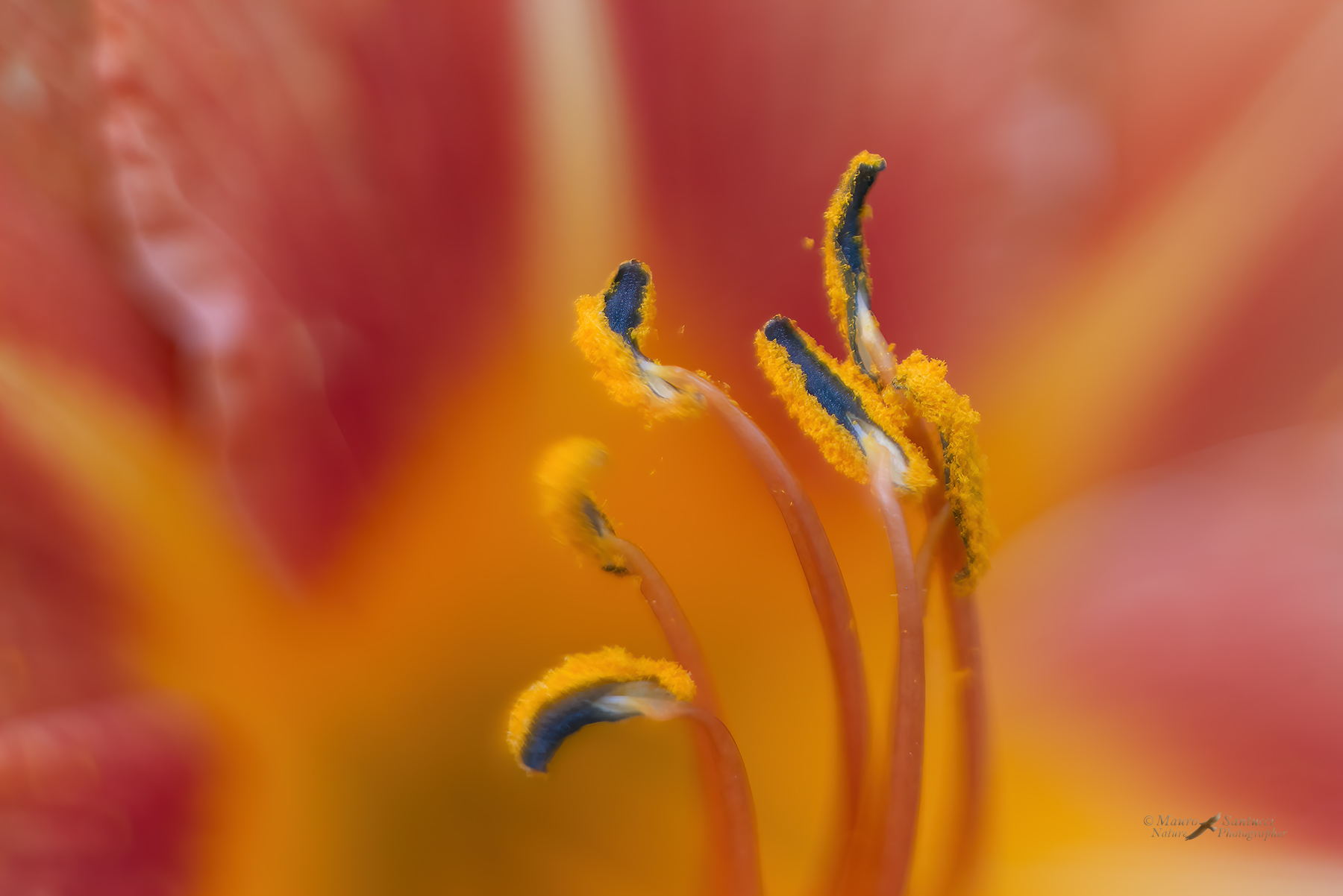 Small-flames_DSC7537