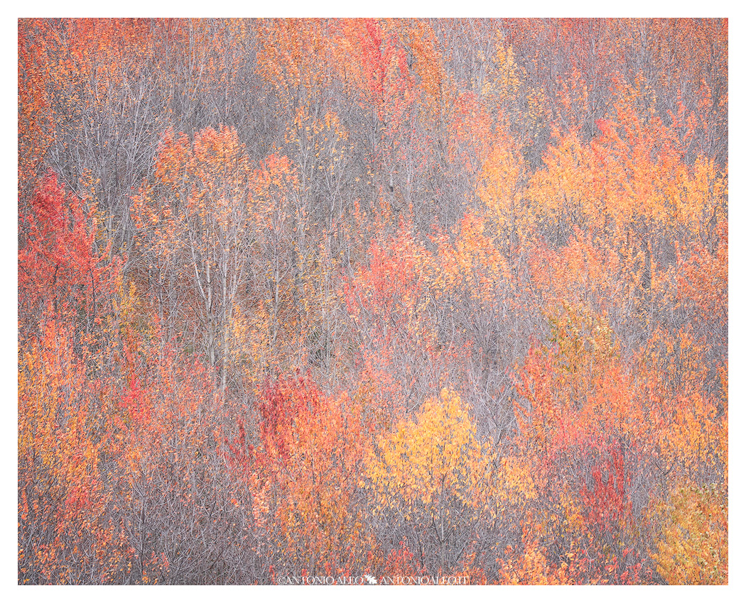 Autumn painting