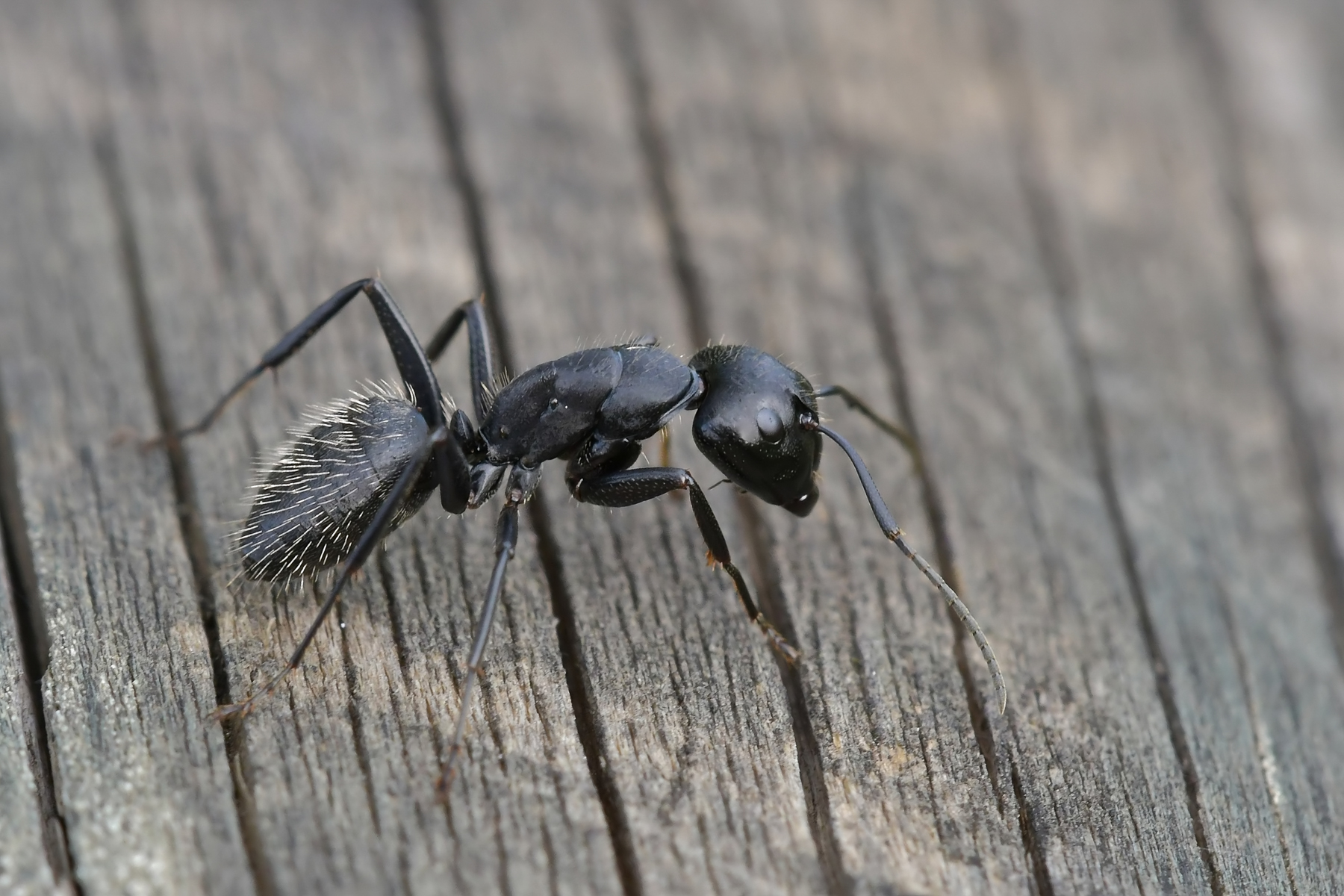 Profilo di combattente