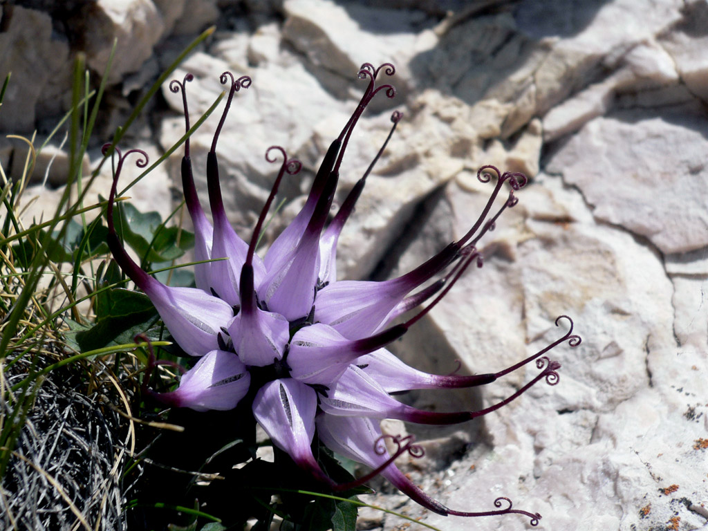 Artiglio del diavolo