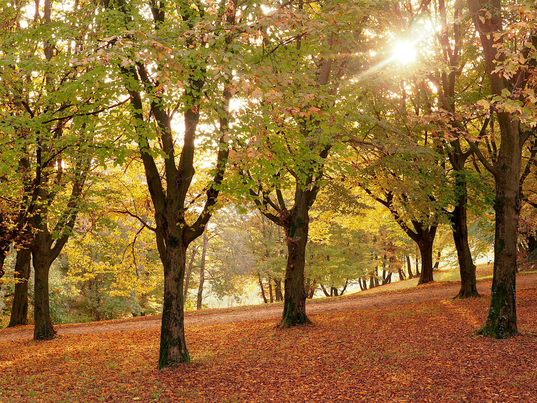 Controluce nel bosco autunnale