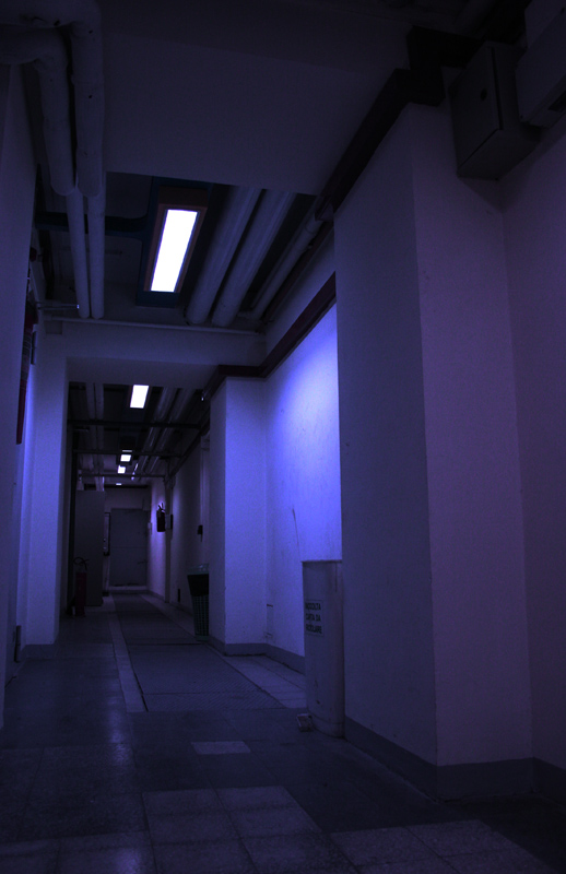 coniglietto dentro cestino al muro