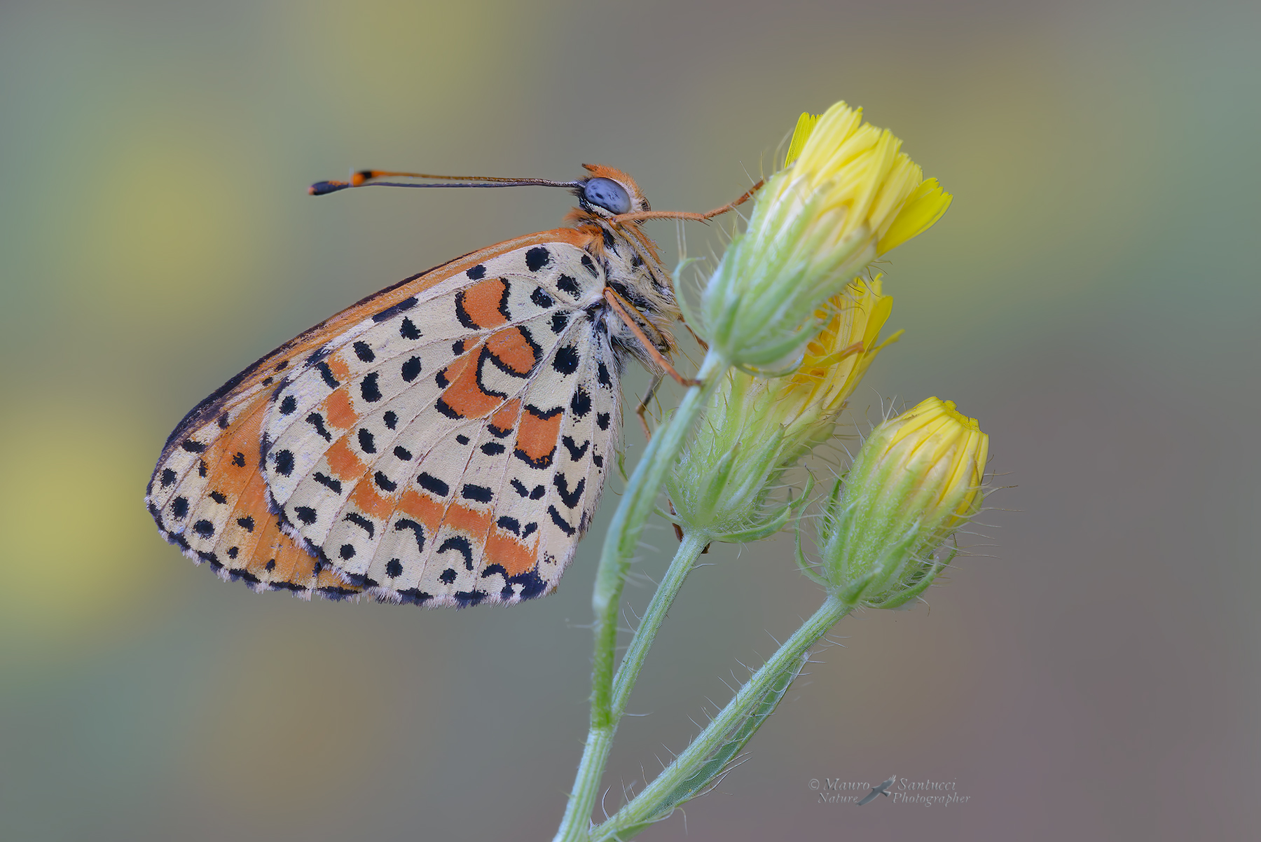 Melitaea-didyma_DSC8166