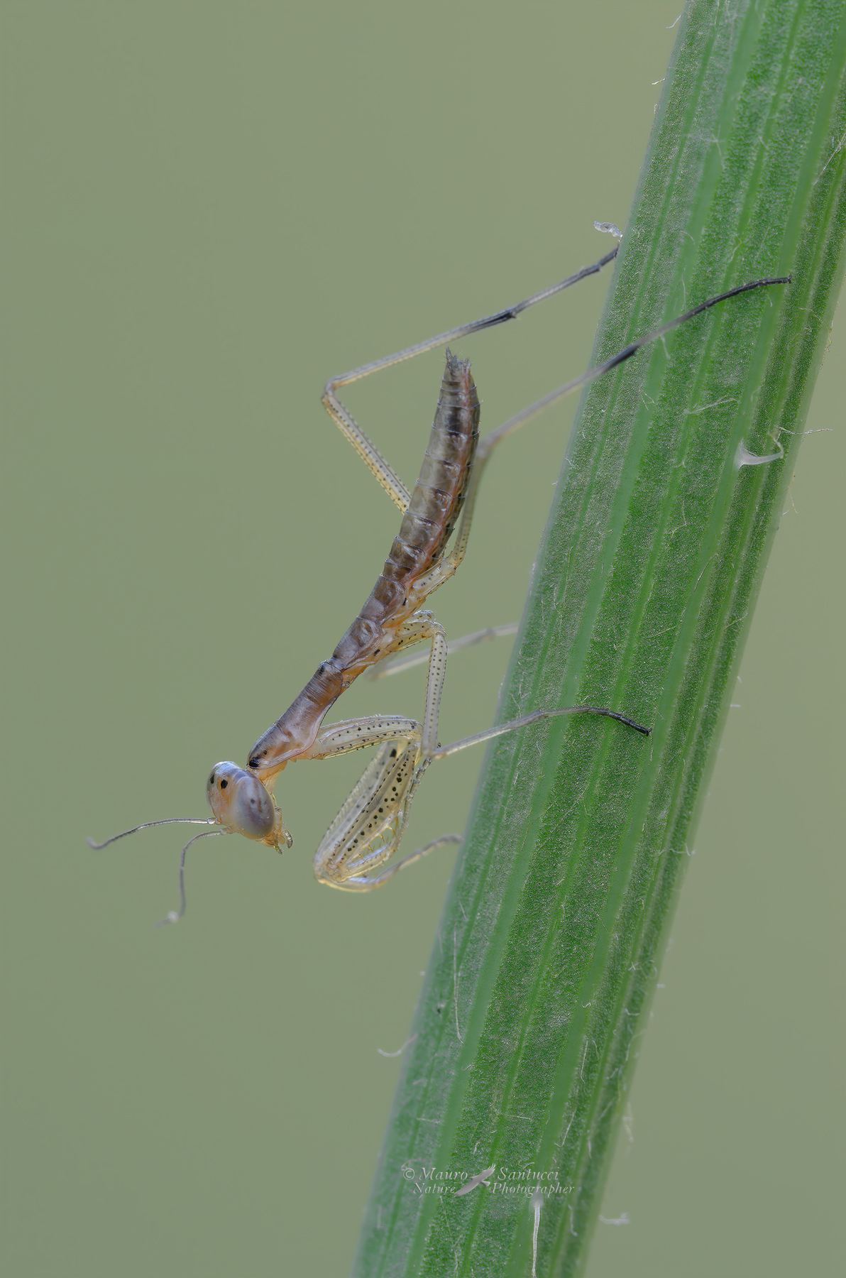 Piccolo-di-mantide_DSC2564