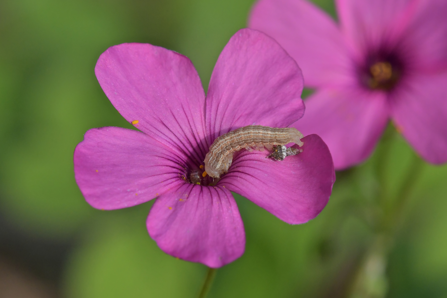Senza bruco non mi diverto...