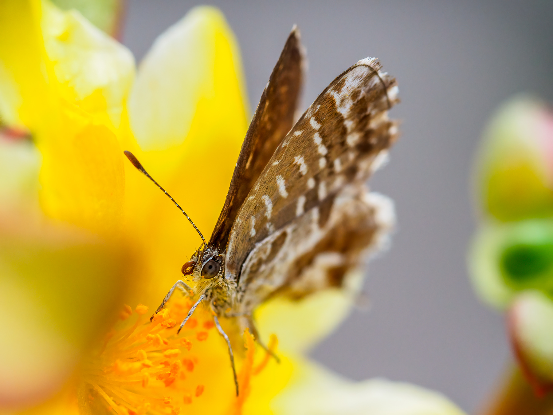 La farfallina e la Portulaca