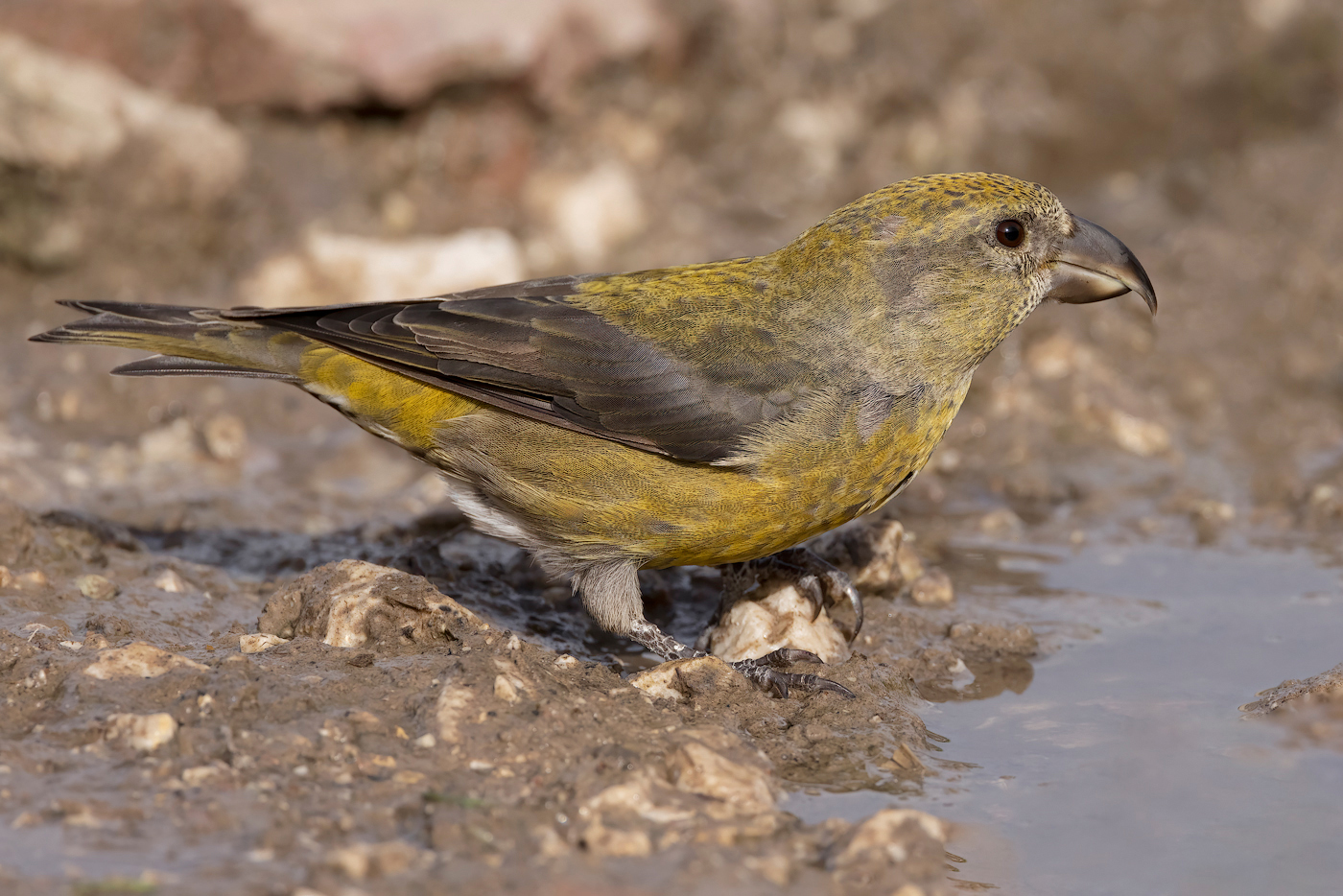 Crociere  (Loxia curvirostra)