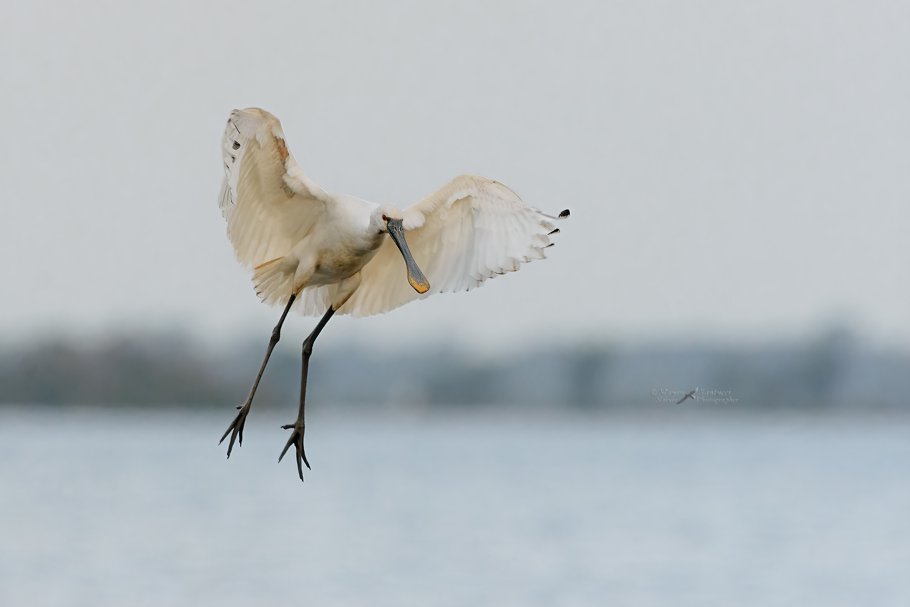 Come-un-angelo-venuto-dal-cielo...