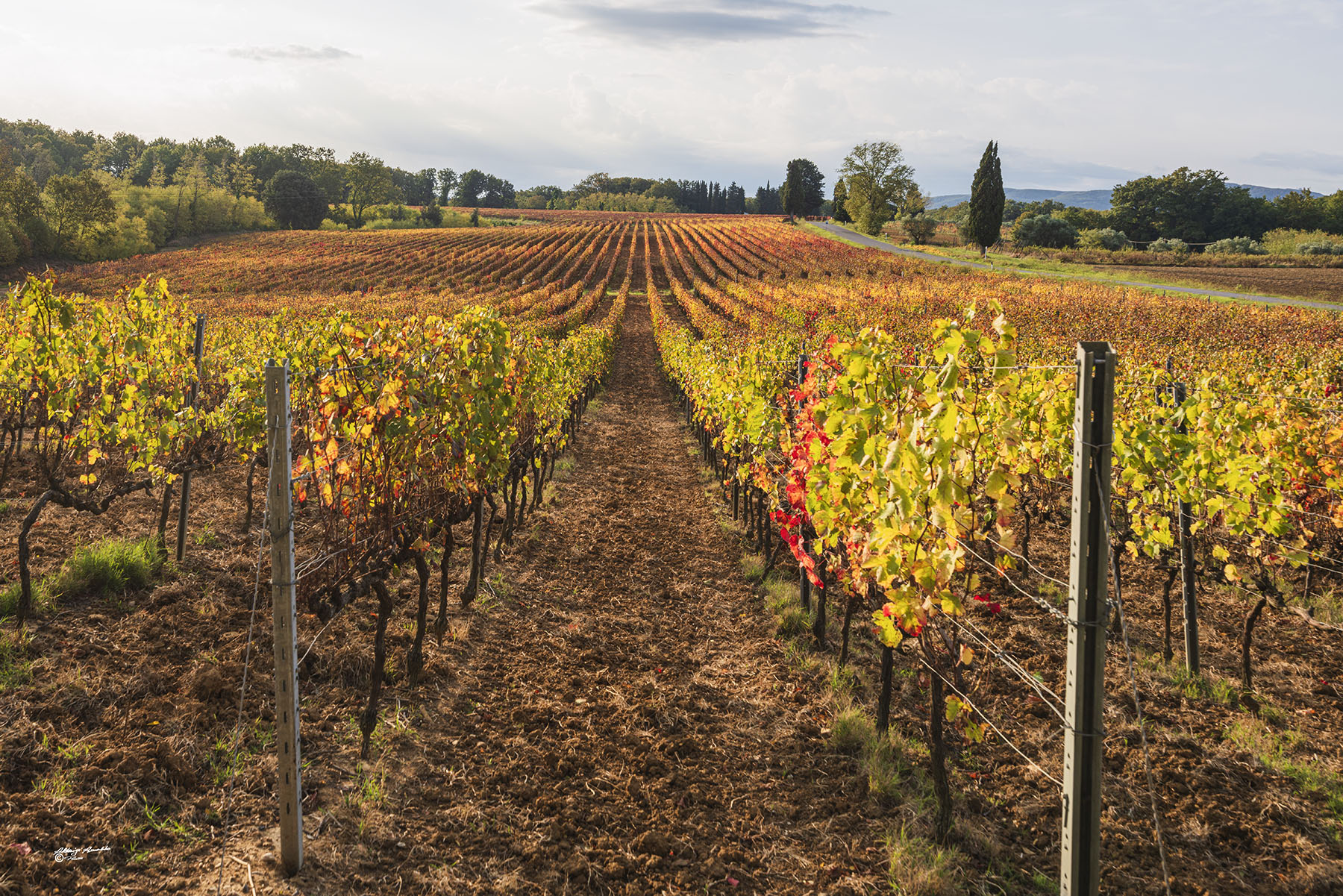 Lunga distesa.. Vigneti Toscani.2