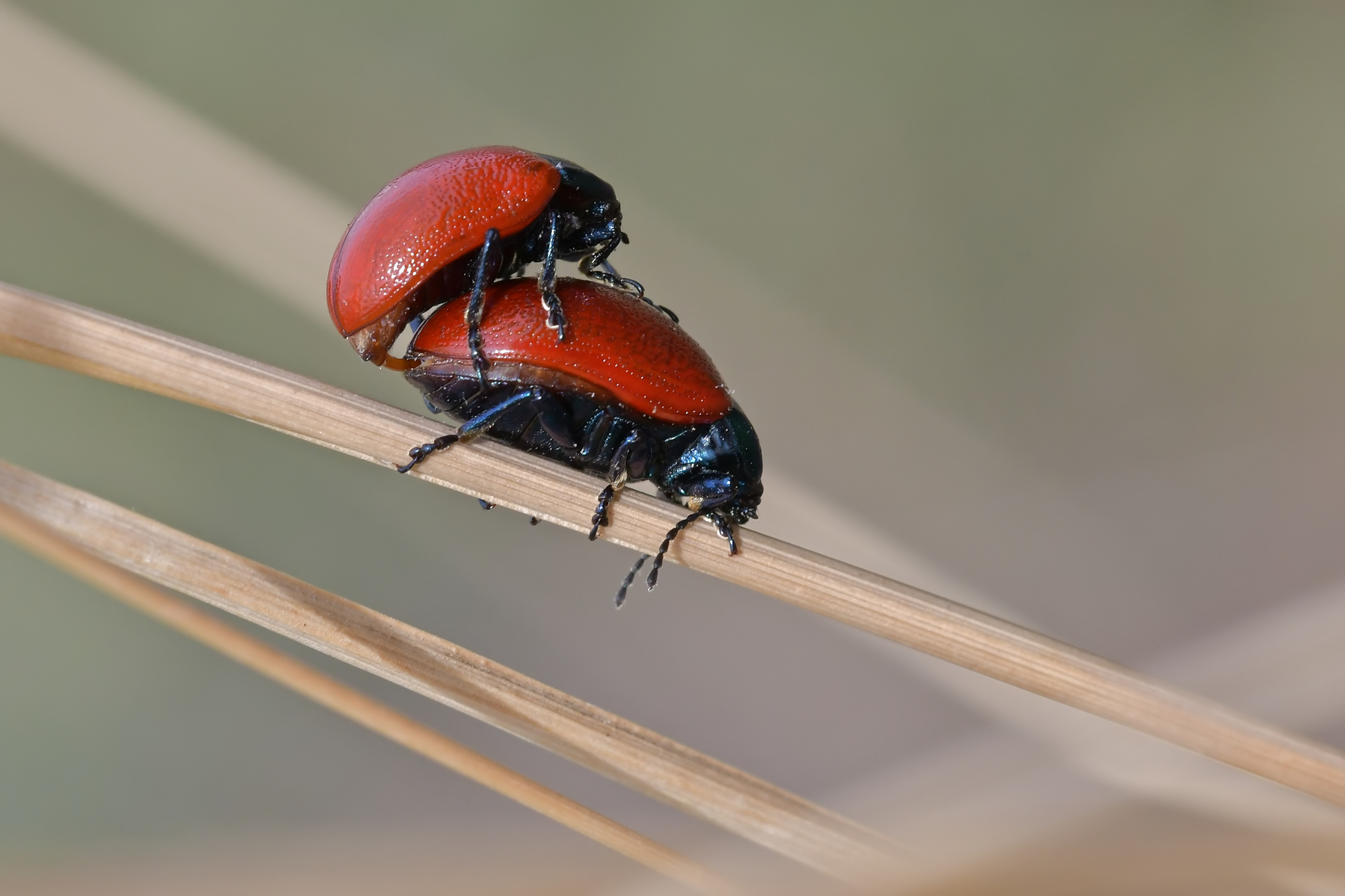 Crysomela populi in accoppiamento