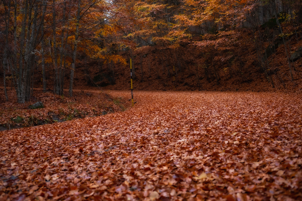 son cadute le foglie