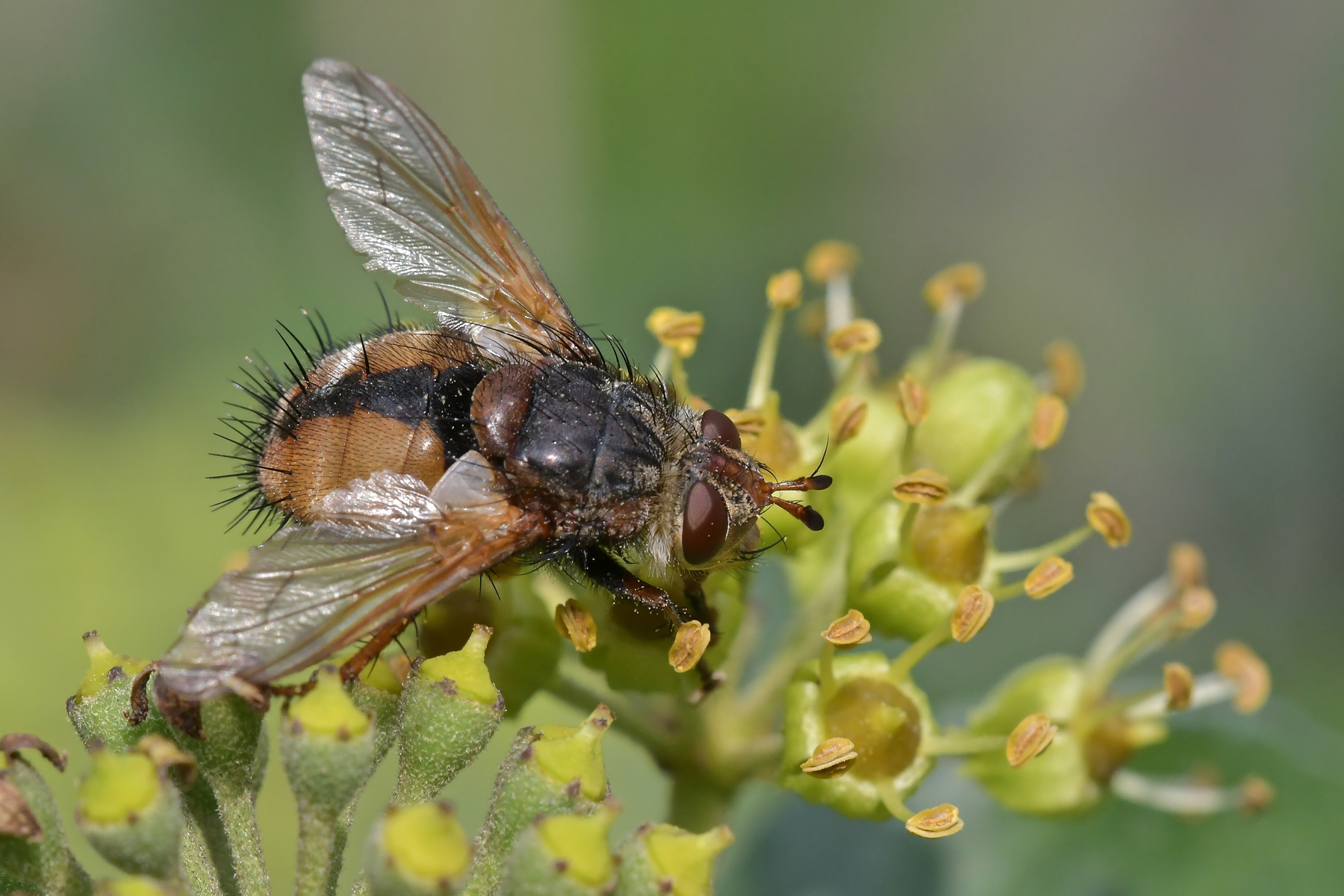 Volucella